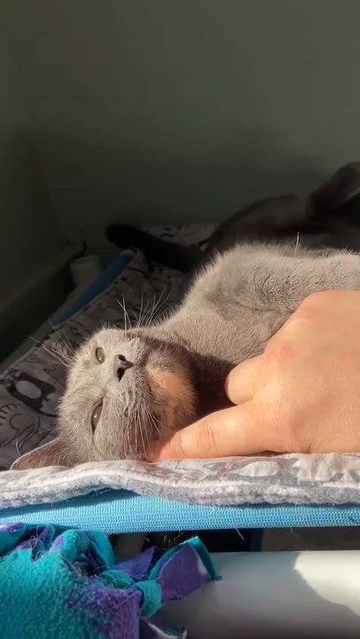 Enlarge Esper, a Adoptable Domestic Short Hair in New Britain, CT video 6/6