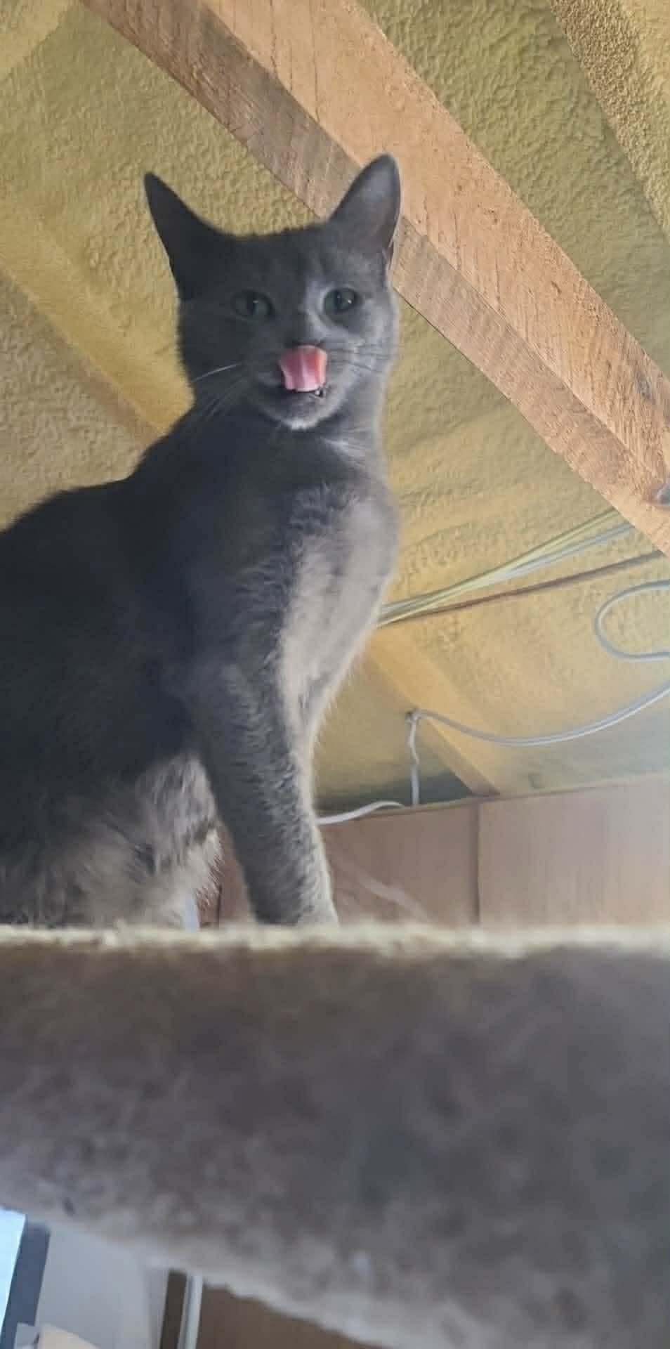 Enlarge Iris, a Adoptable Domestic Short Hair in Ashton, ON image 2/4