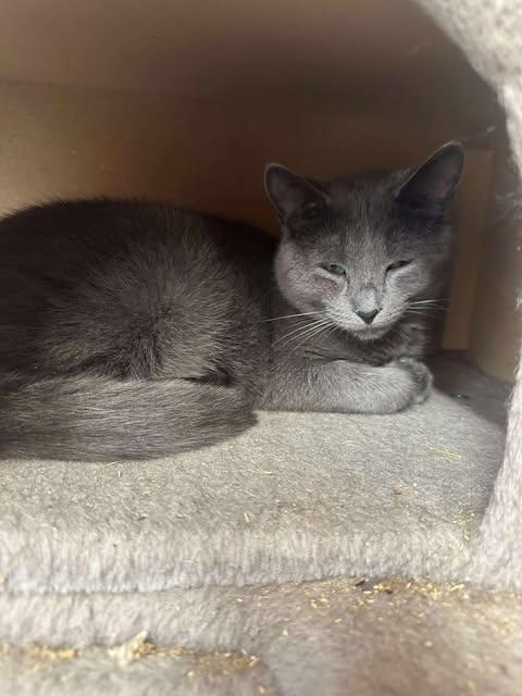 Enlarge Iris, a Adoptable Domestic Short Hair in Ashton, ON image 1/3