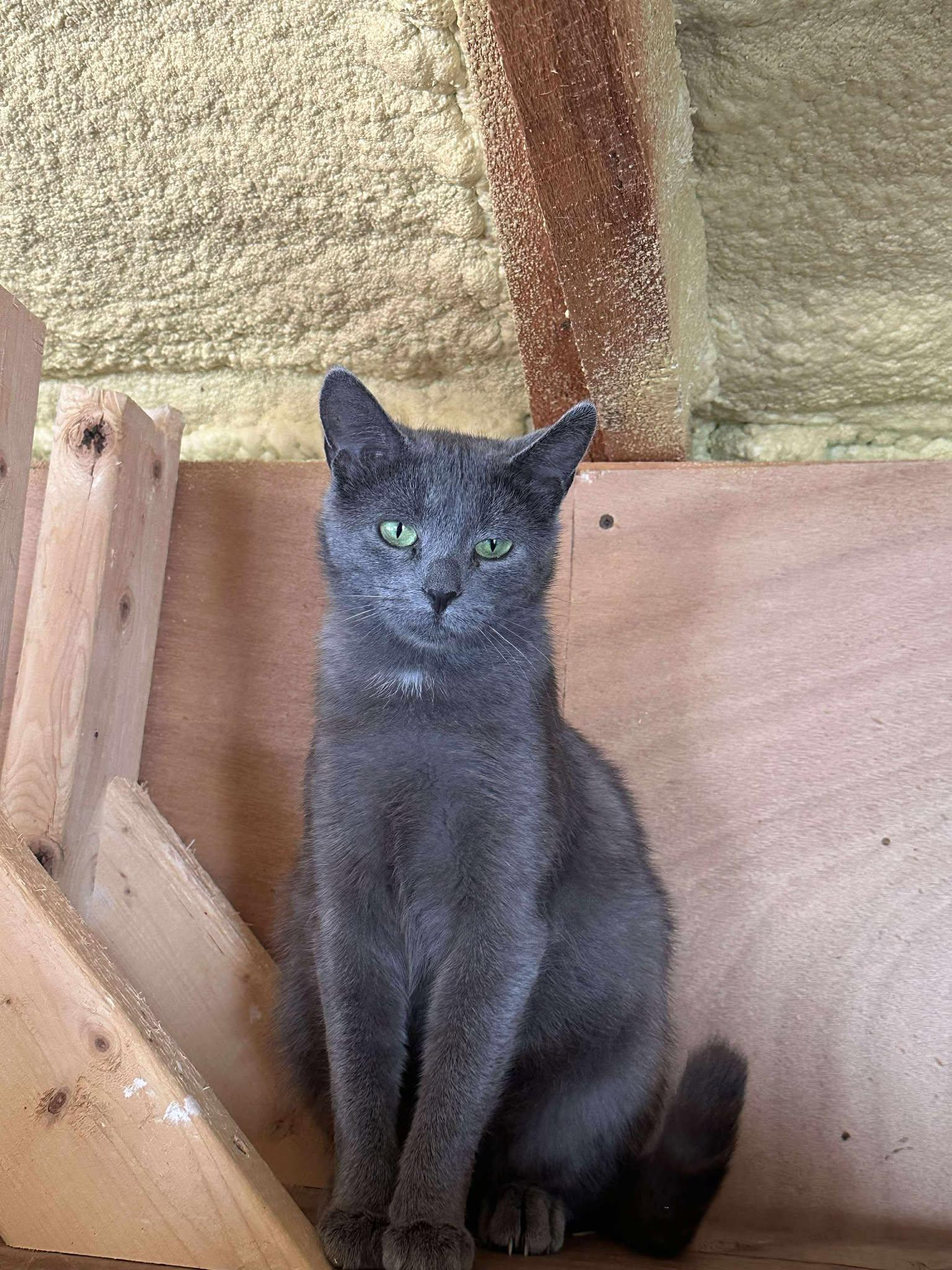 Enlarge Iris, a Adoptable Domestic Short Hair in Ashton, ON image 2/3