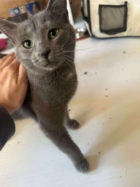 Iris, Adoptable, Adult Female Domestic Short Hair.