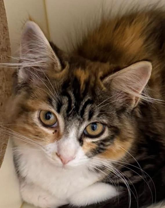Enlarge Marlow, a ADOPTABLE Domestic Medium Hair in Mauston, WI image 1/1