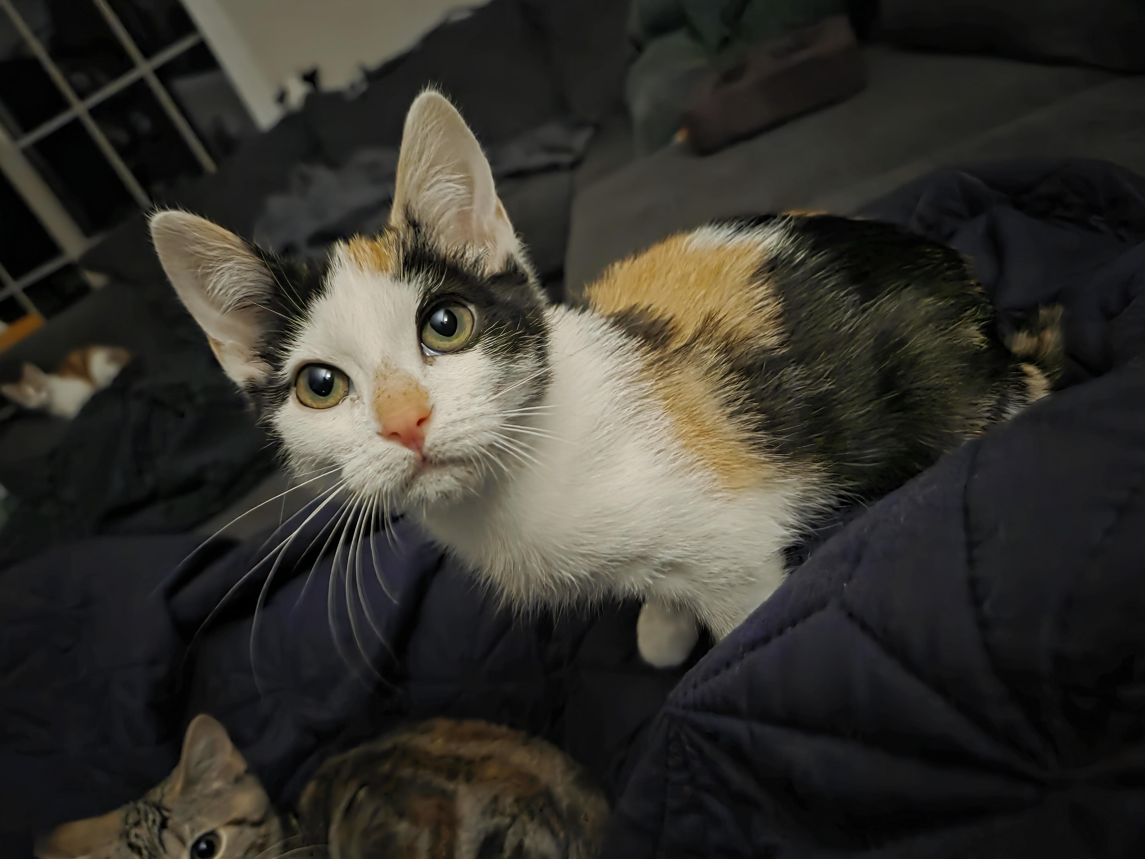 Nova, adopted, Young Female Domestic Short Hair.