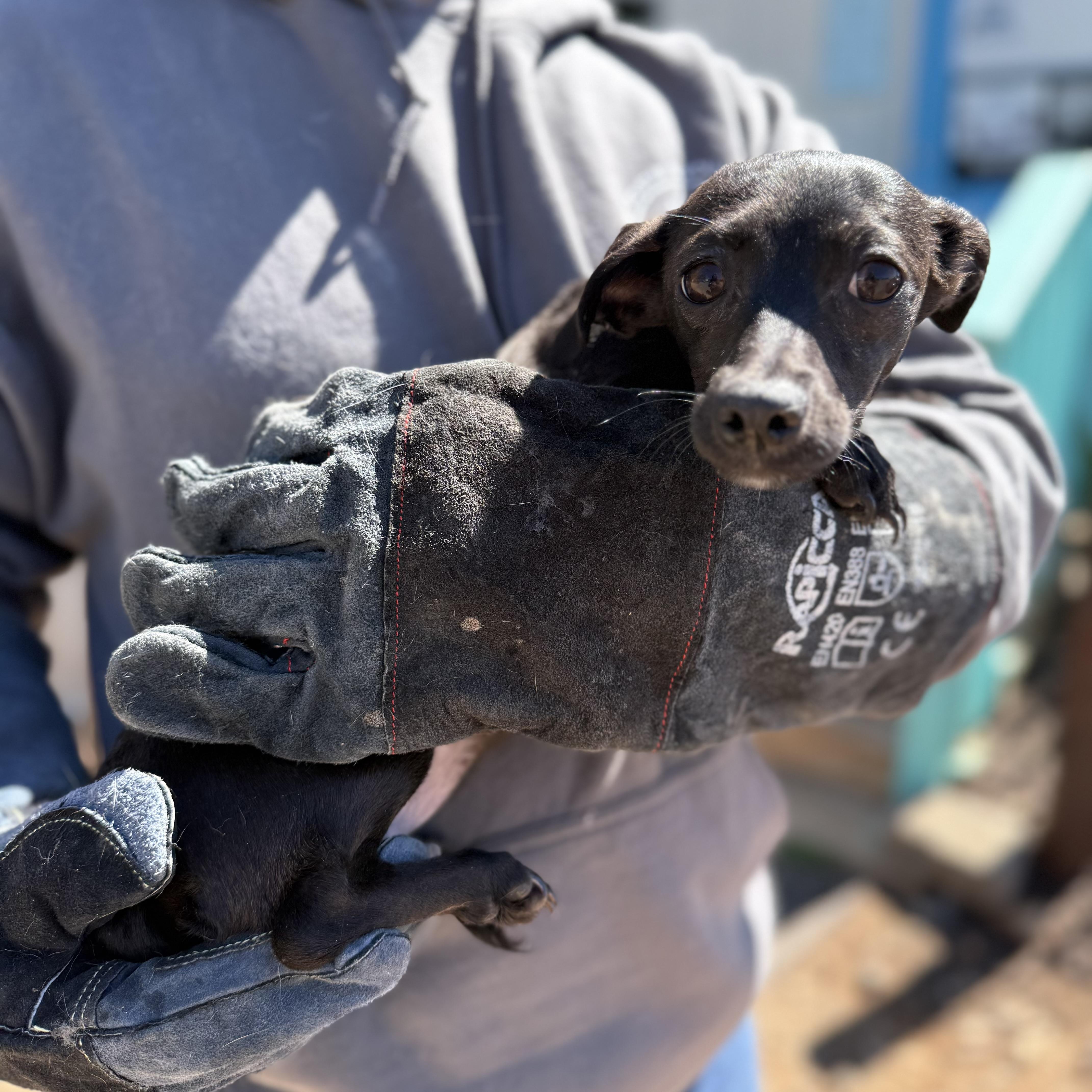 Sternum, an adopted mixed breed in Columbia, SC image 3/4