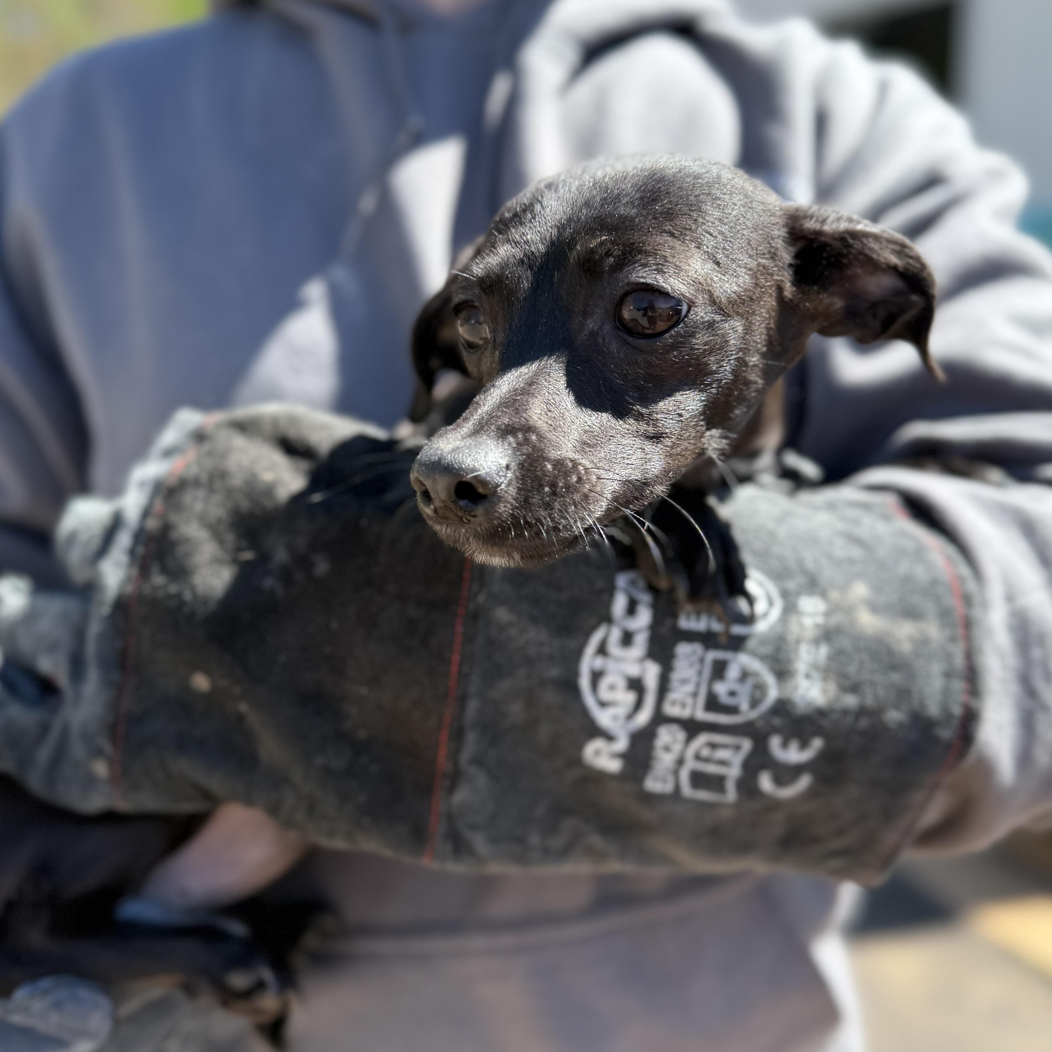 Sternum, an adopted mixed breed in Columbia, SC image 2/4