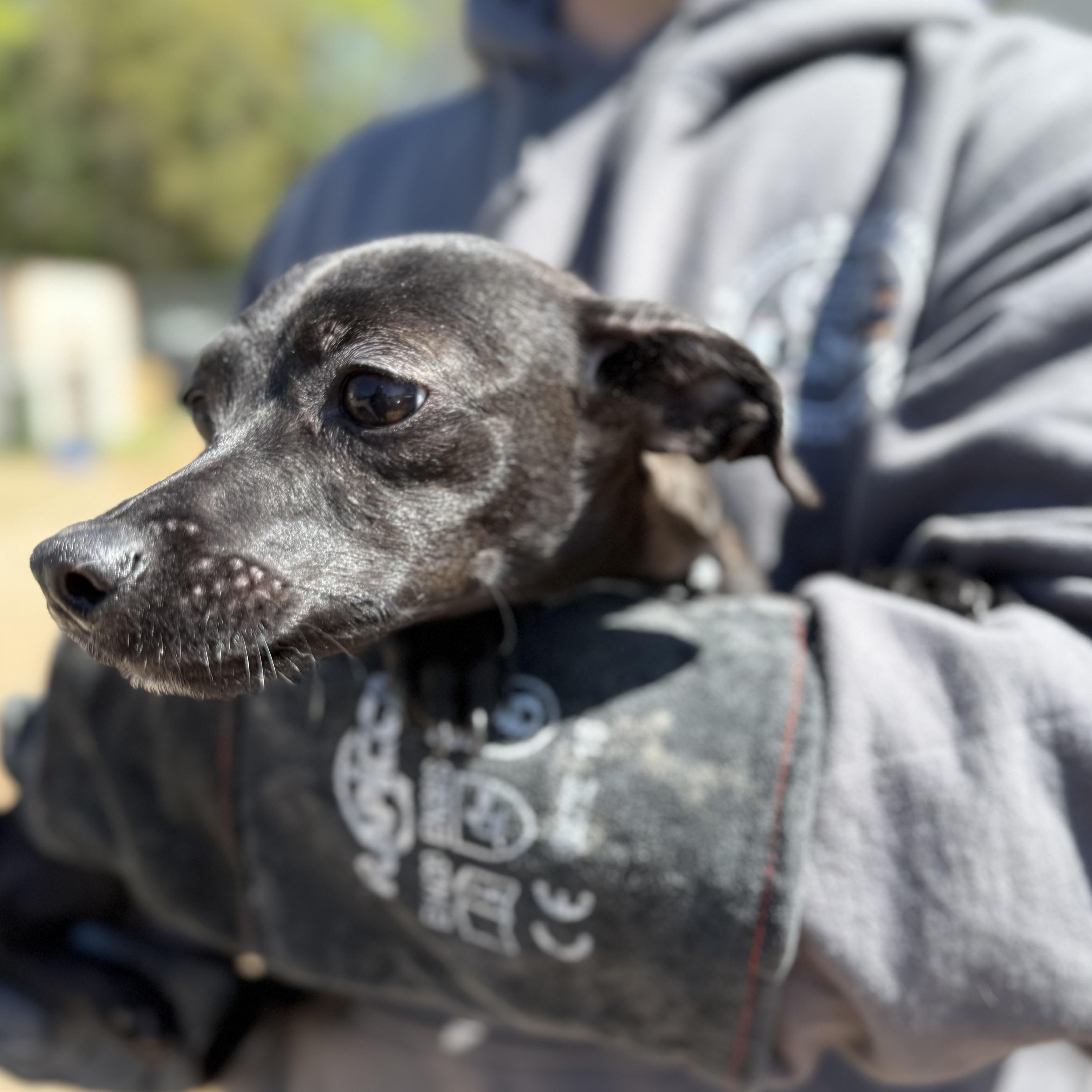 Sternum, an adopted mixed breed in Columbia, SC image 4/4