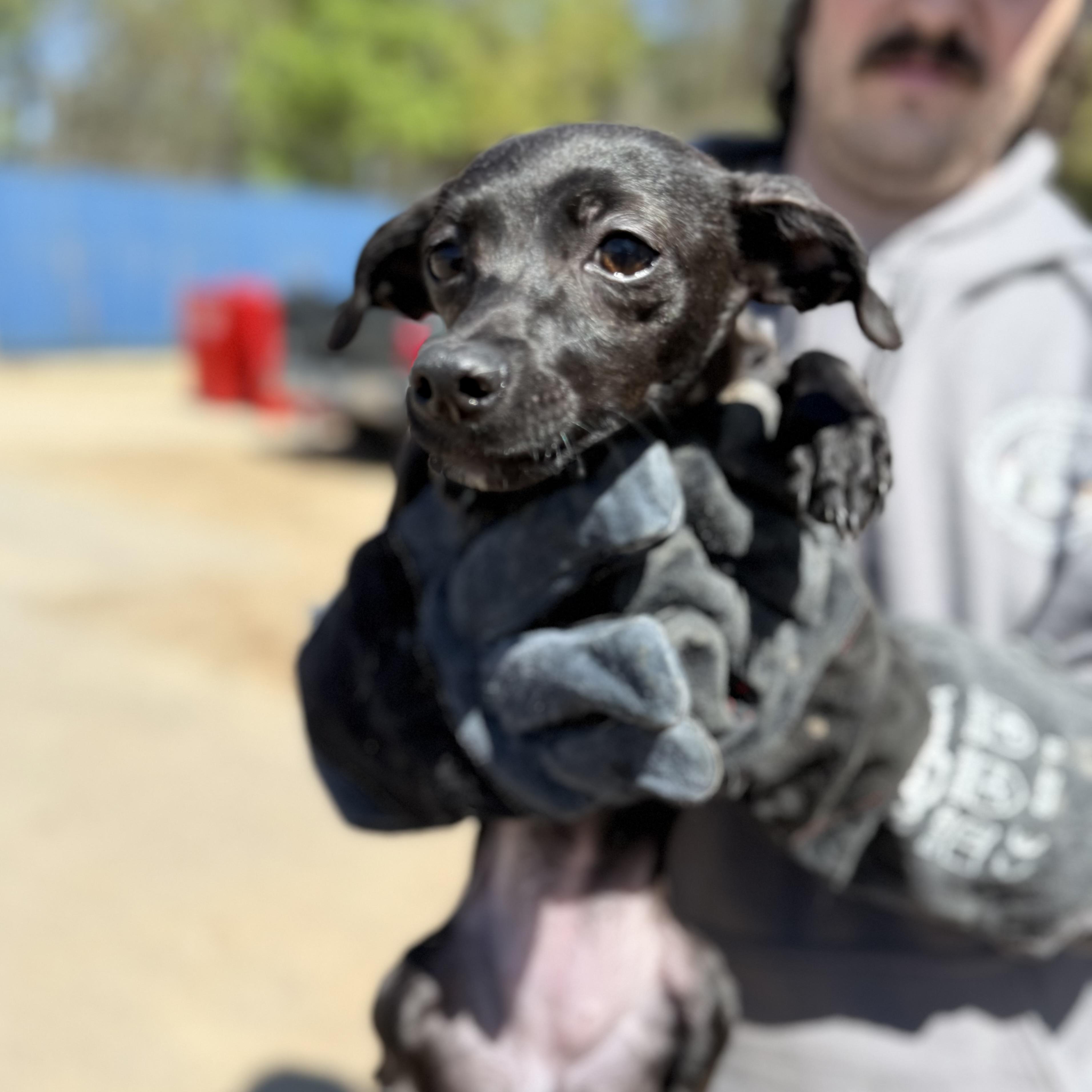 Sternum, an adopted mixed breed in Columbia, SC image 1/4
