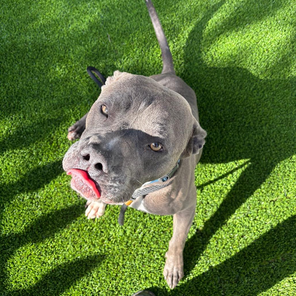 Enlarge Smokey A2232955, a Adoptable Pit Bull Terrier in Mission Hills, CA image 2/6