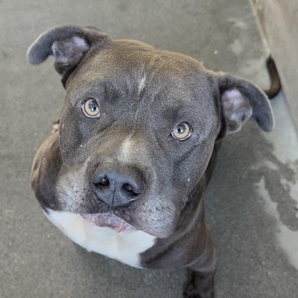 Enlarge Smokey A2232955, a Adoptable Pit Bull Terrier in Mission Hills, CA image 2/6