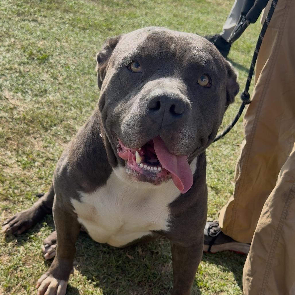 Enlarge Smokey A2232955, a Adoptable Pit Bull Terrier in Mission Hills, CA image 4/6