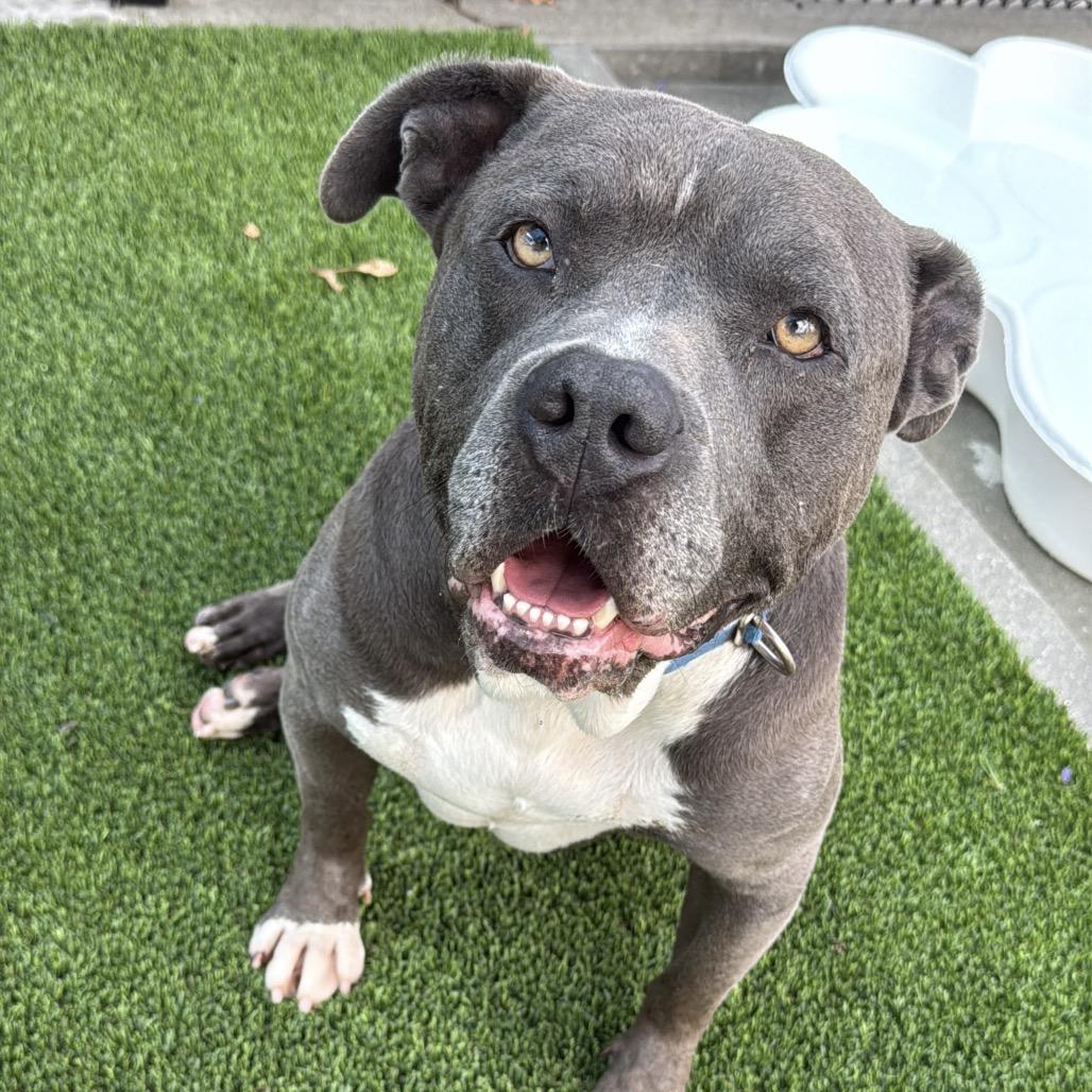 Enlarge Smokey A2232955, a Adoptable Pit Bull Terrier in Mission Hills, CA image 5/6
