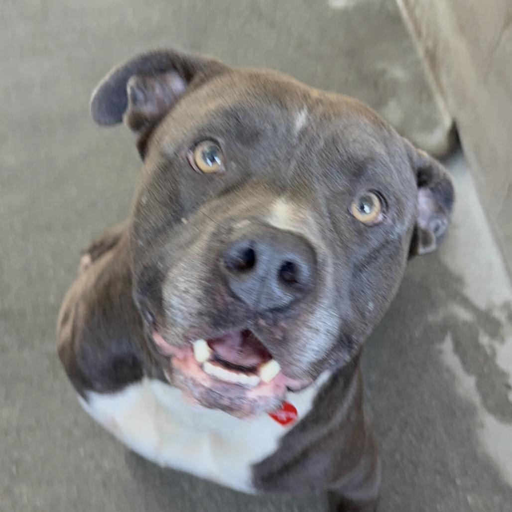 Enlarge Smokey A2232955, a Adoptable Pit Bull Terrier in Mission Hills, CA image 6/6