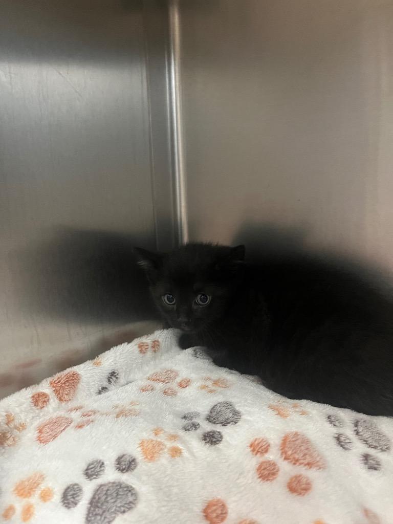 Enlarge Nubbin, a Adoptable American Bobtail in Mineral, VA image 1/1