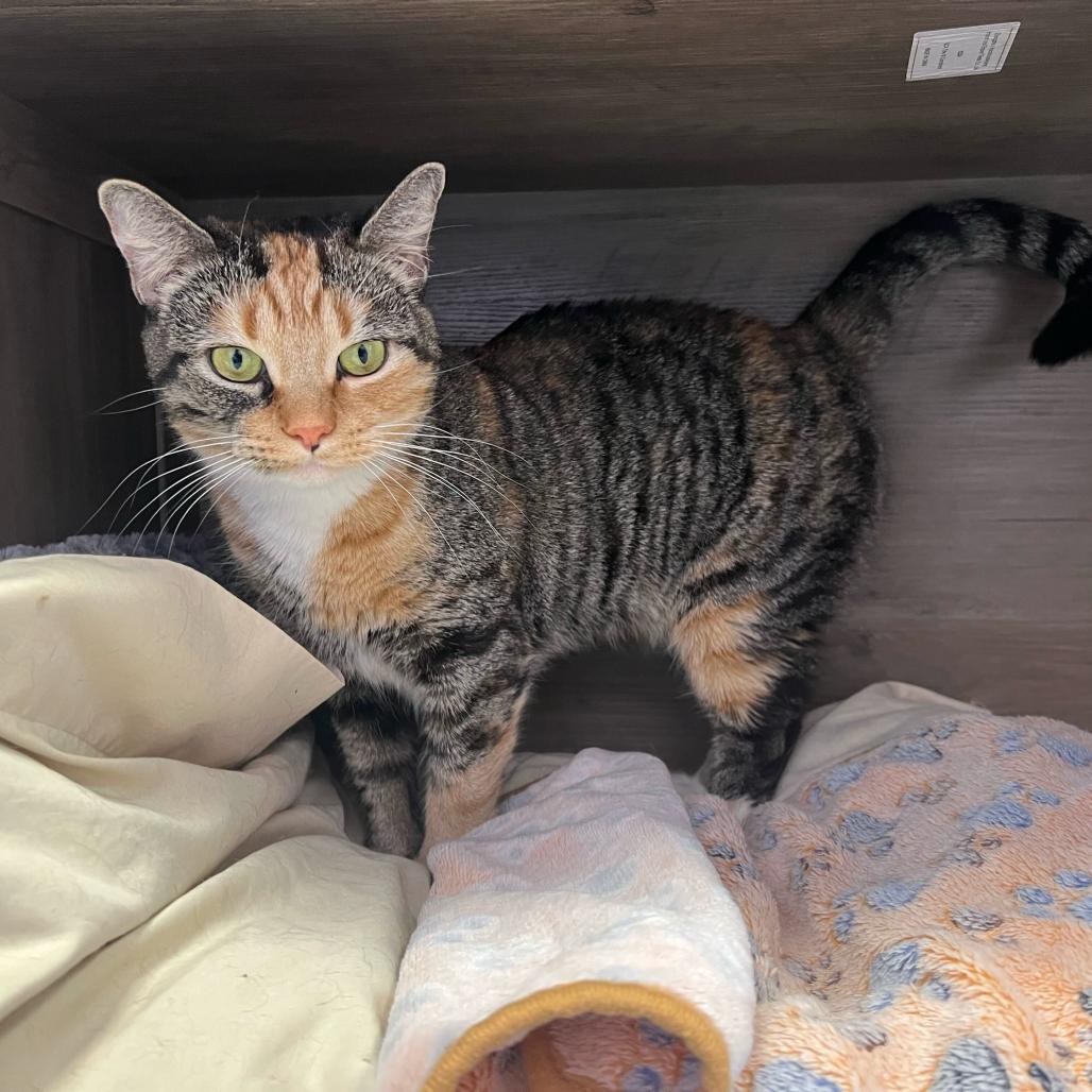 Enlarge Emeril, a Adoptable Domestic Short Hair in Boston, MA image 1/6
