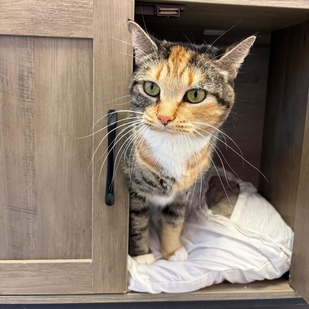 Enlarge Emeril, a Adoptable Domestic Short Hair in Boston, MA image 2/6