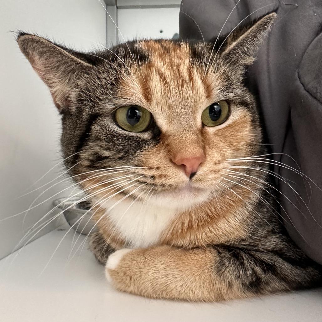 Enlarge Emeril, a Adoptable Domestic Short Hair in Boston, MA image 3/6