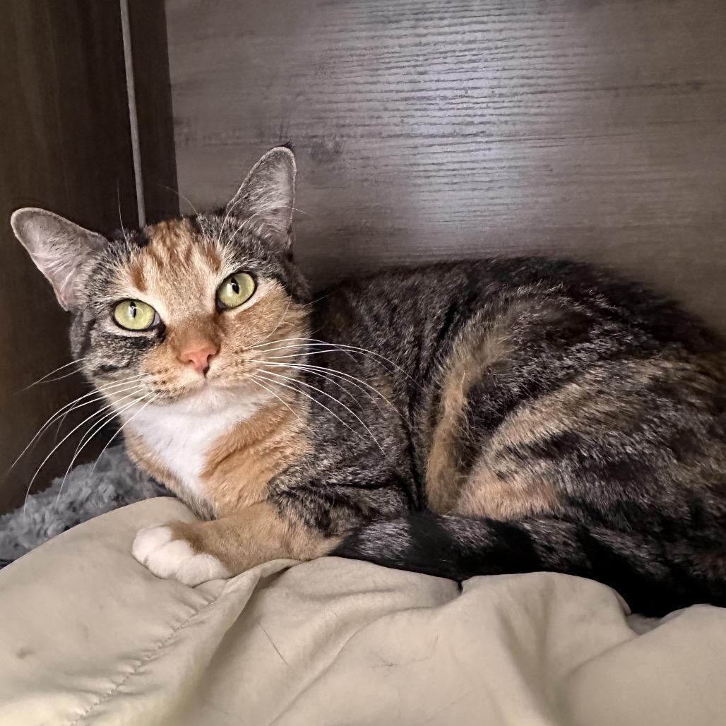Enlarge Emeril, a Adoptable Domestic Short Hair in Boston, MA image 4/6