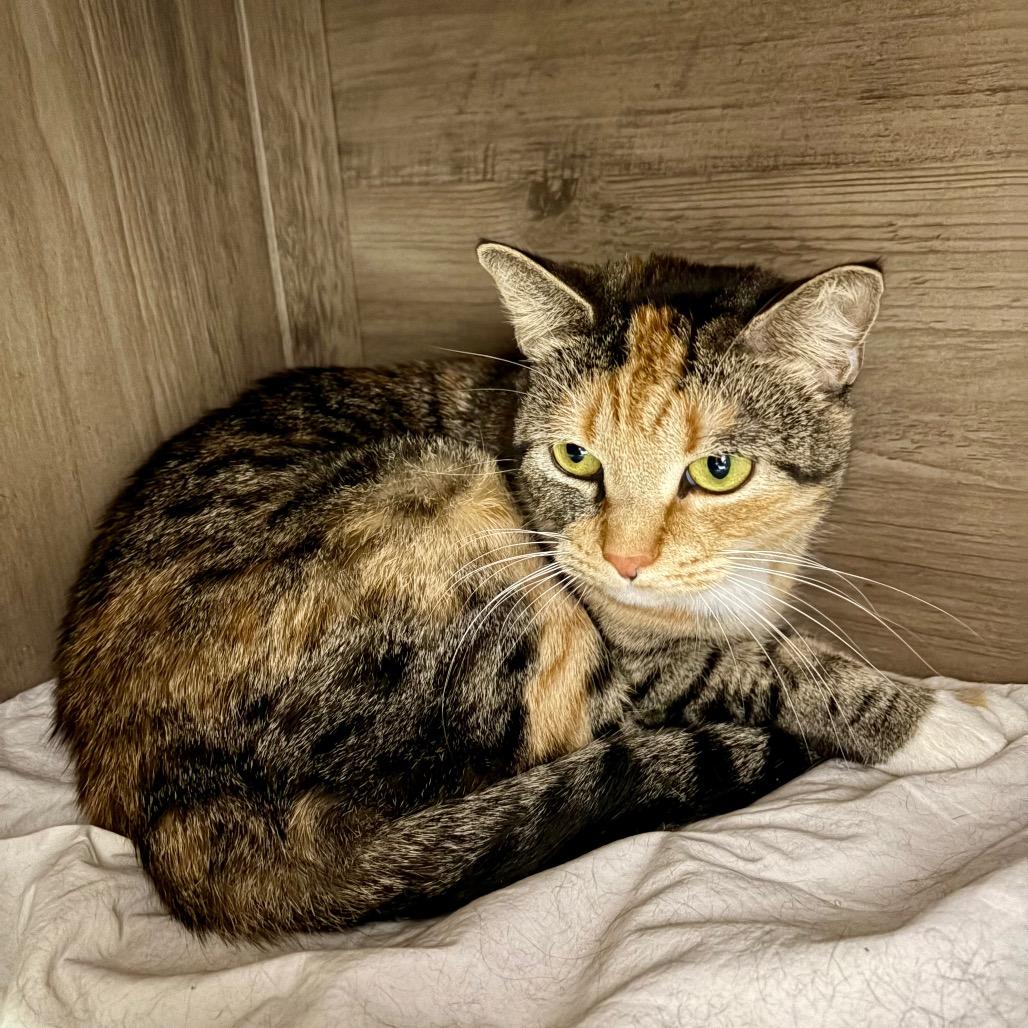 Enlarge Emeril, a Adoptable Domestic Short Hair in Boston, MA image 5/6