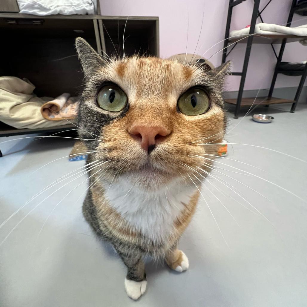 Enlarge Emeril, a Adoptable Domestic Short Hair in Boston, MA image 6/6