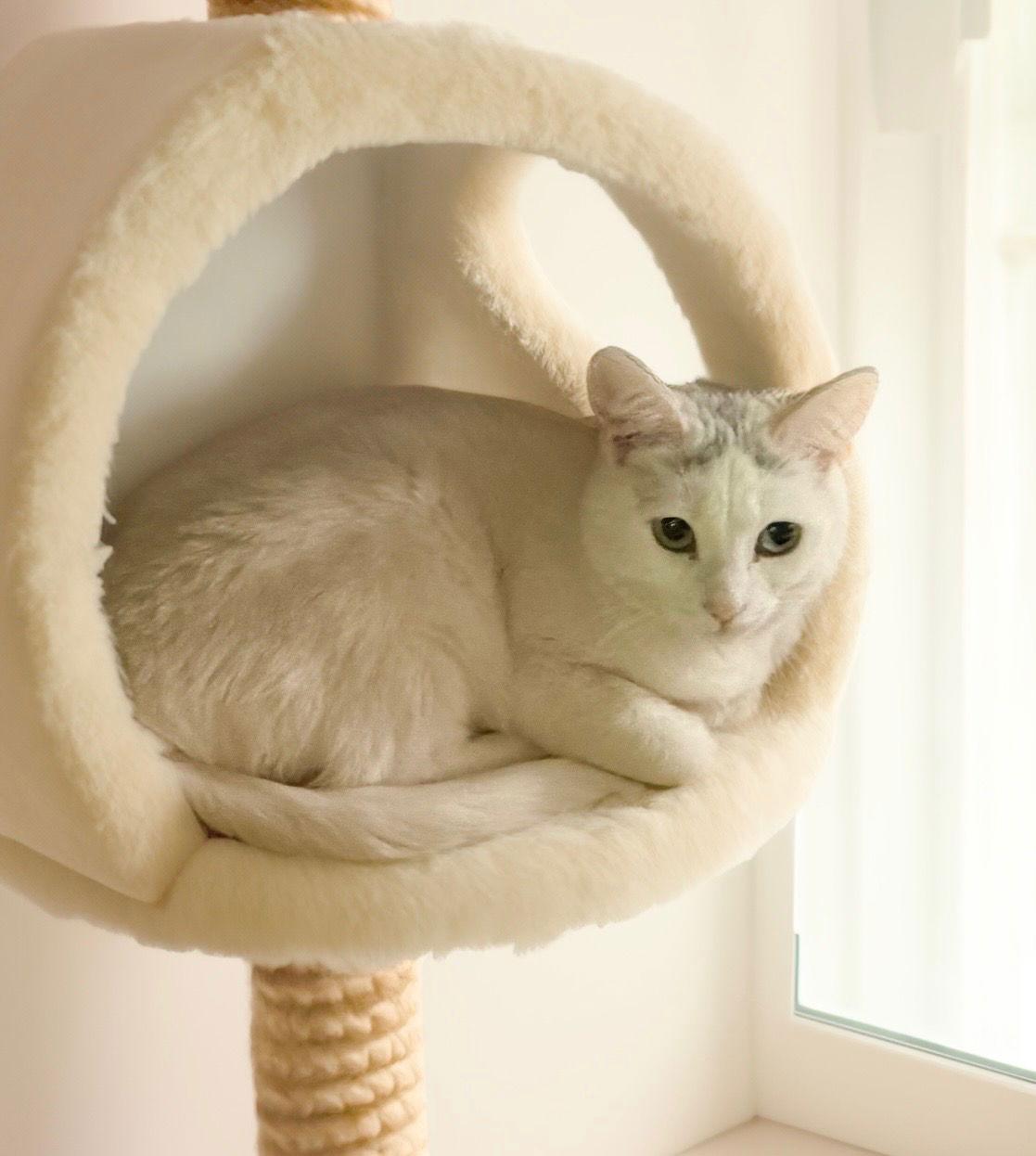 Molly, a Adoptable Domestic Short Hair in Chandler, AZ image 3/3