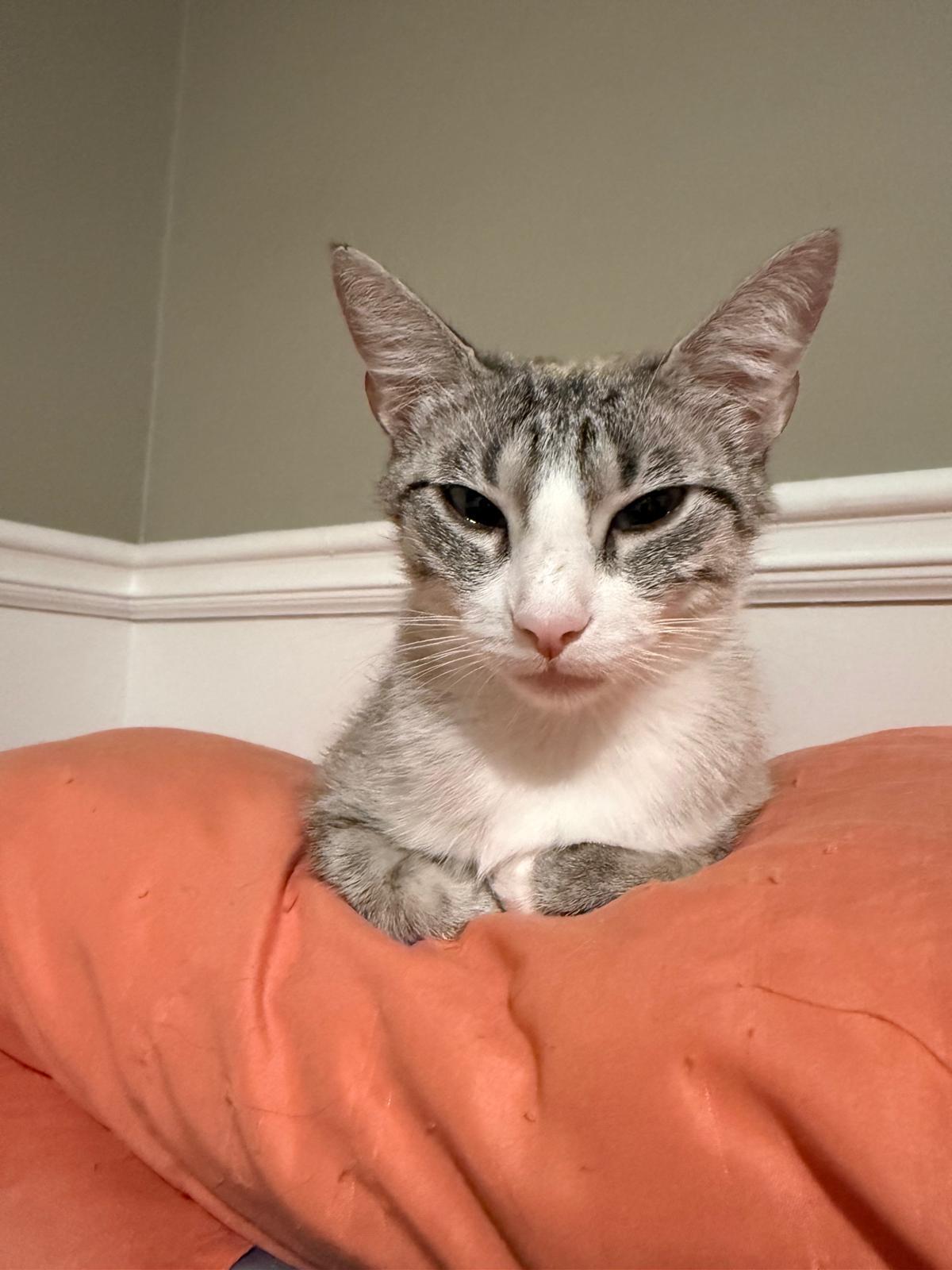 Bijou, a ADOPTABLE mixed breed in Sandy Springs, GA image 2/5