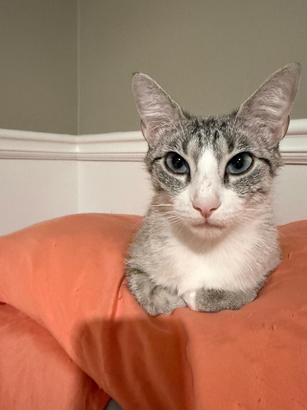 Bijou, a ADOPTABLE mixed breed in Sandy Springs, GA image 1/5