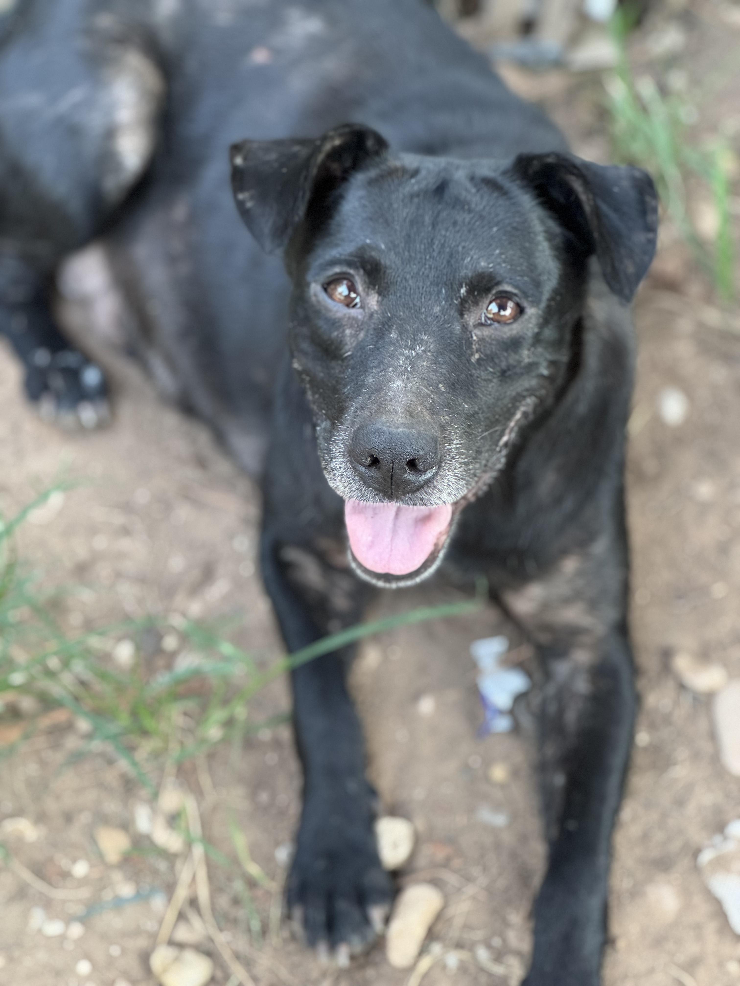 Enlarge Tawny, an adopted Mixed Breed in Bryan, TX image 1/1