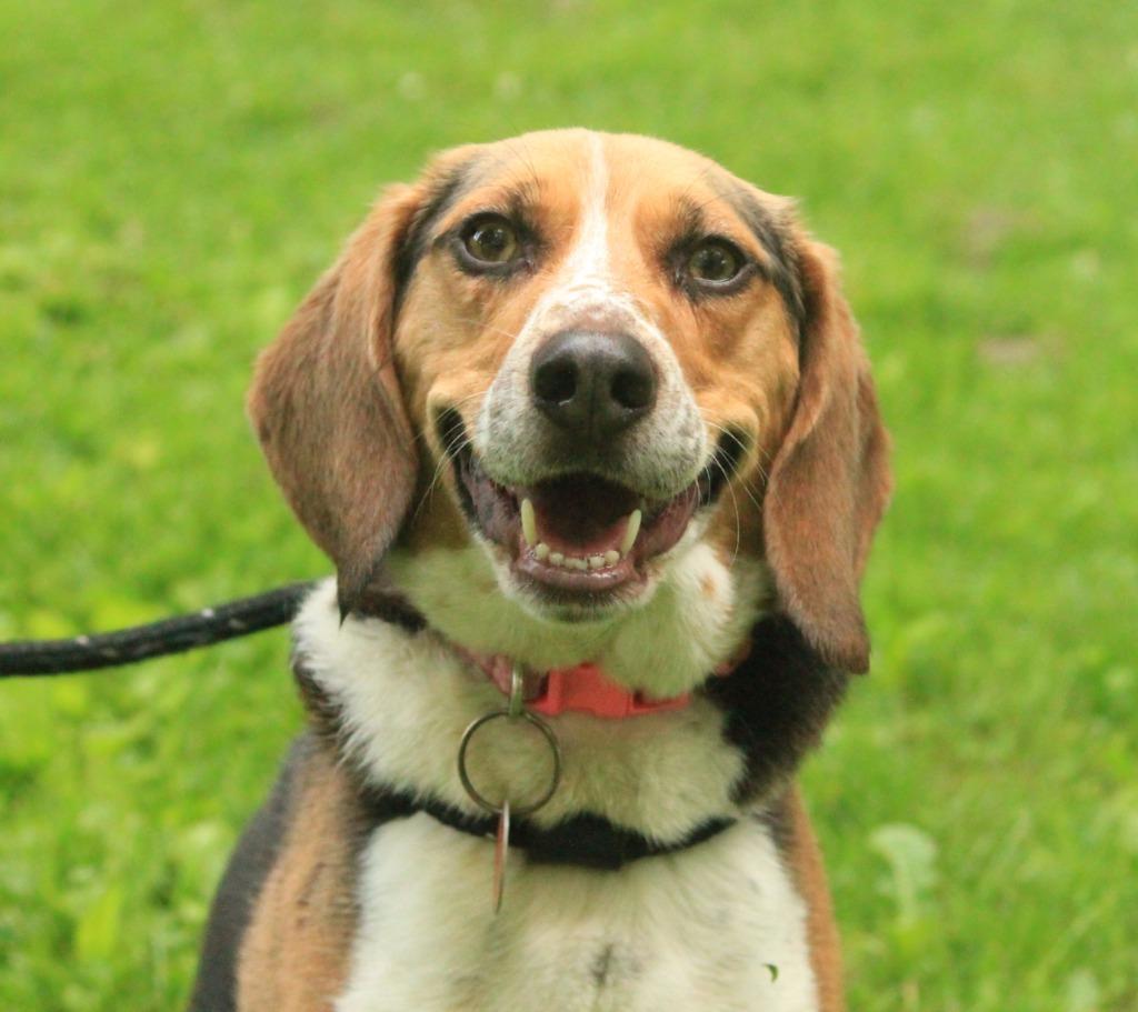 Dixie, Adoptable, Adult Female Beagle.