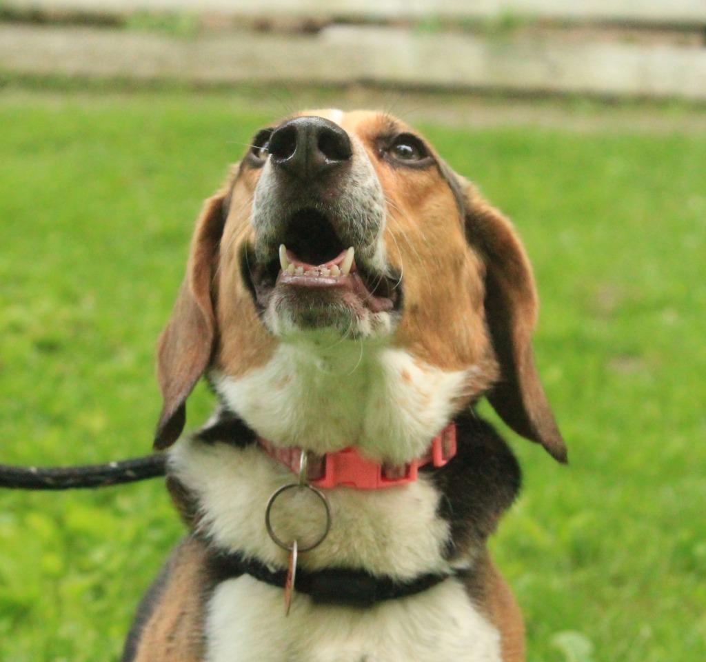 Dixie, a Adoptable Beagle in Utica, MI image 2/4