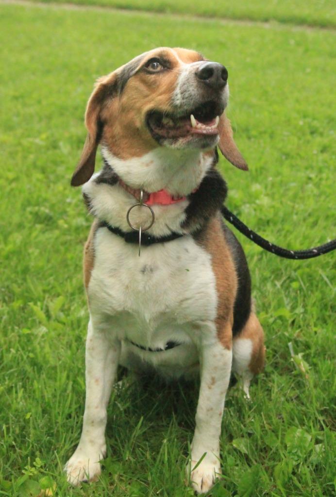 Dixie, a Adoptable Beagle in Utica, MI image 3/4