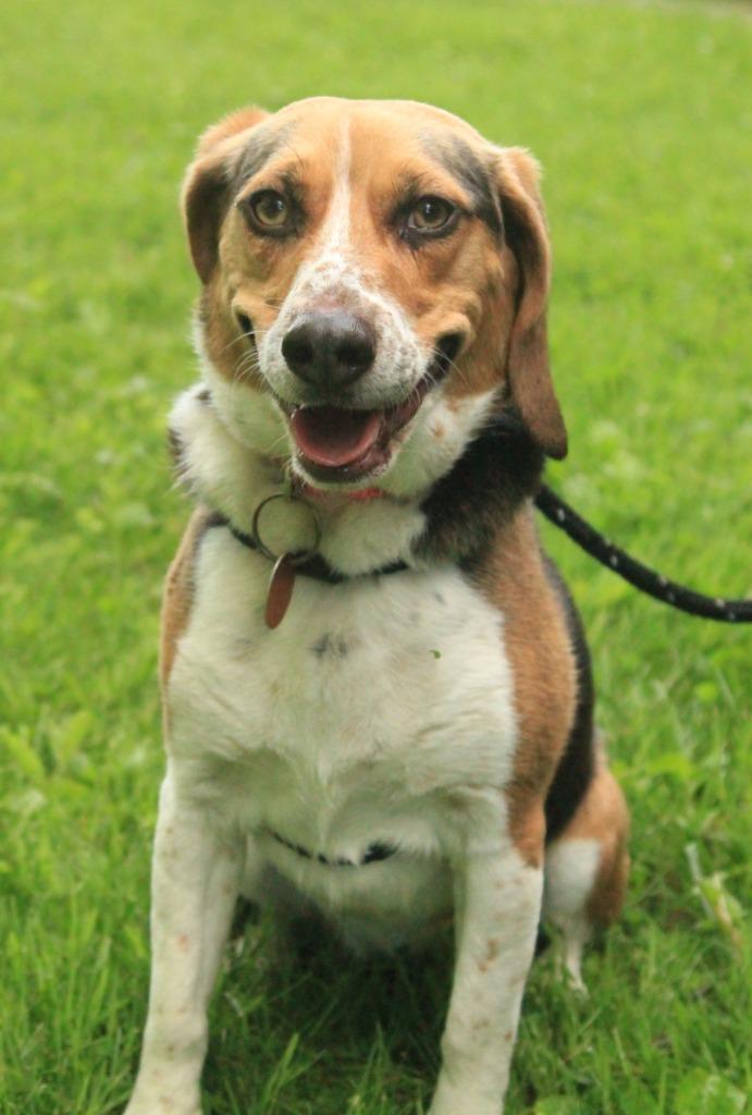 Dixie, a Adoptable Beagle in Utica, MI image 4/4