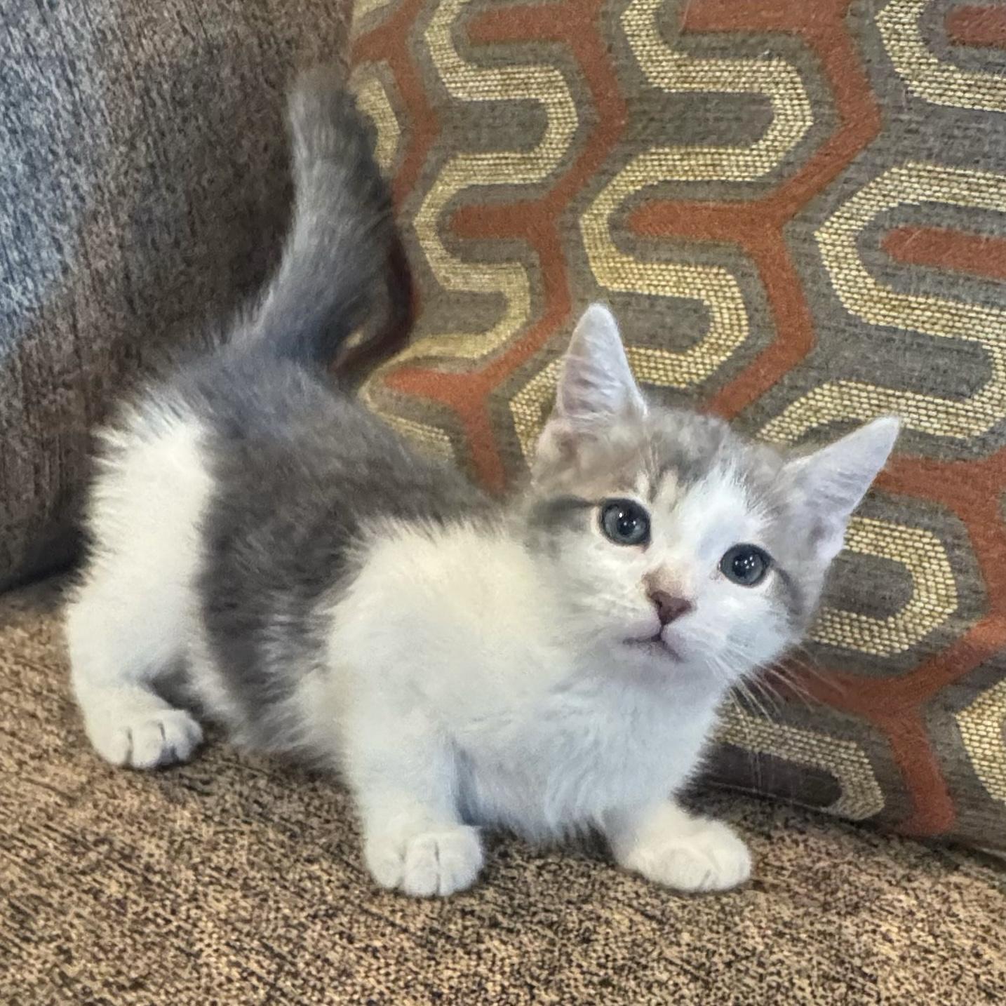 Dakota, adopted, Kitten Male Domestic Short Hair.