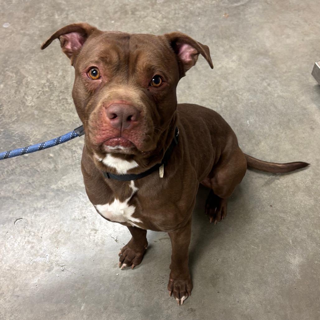 Enlarge Simba, a Adoptable Pit Bull Terrier in Manhattan, KS image 1/6