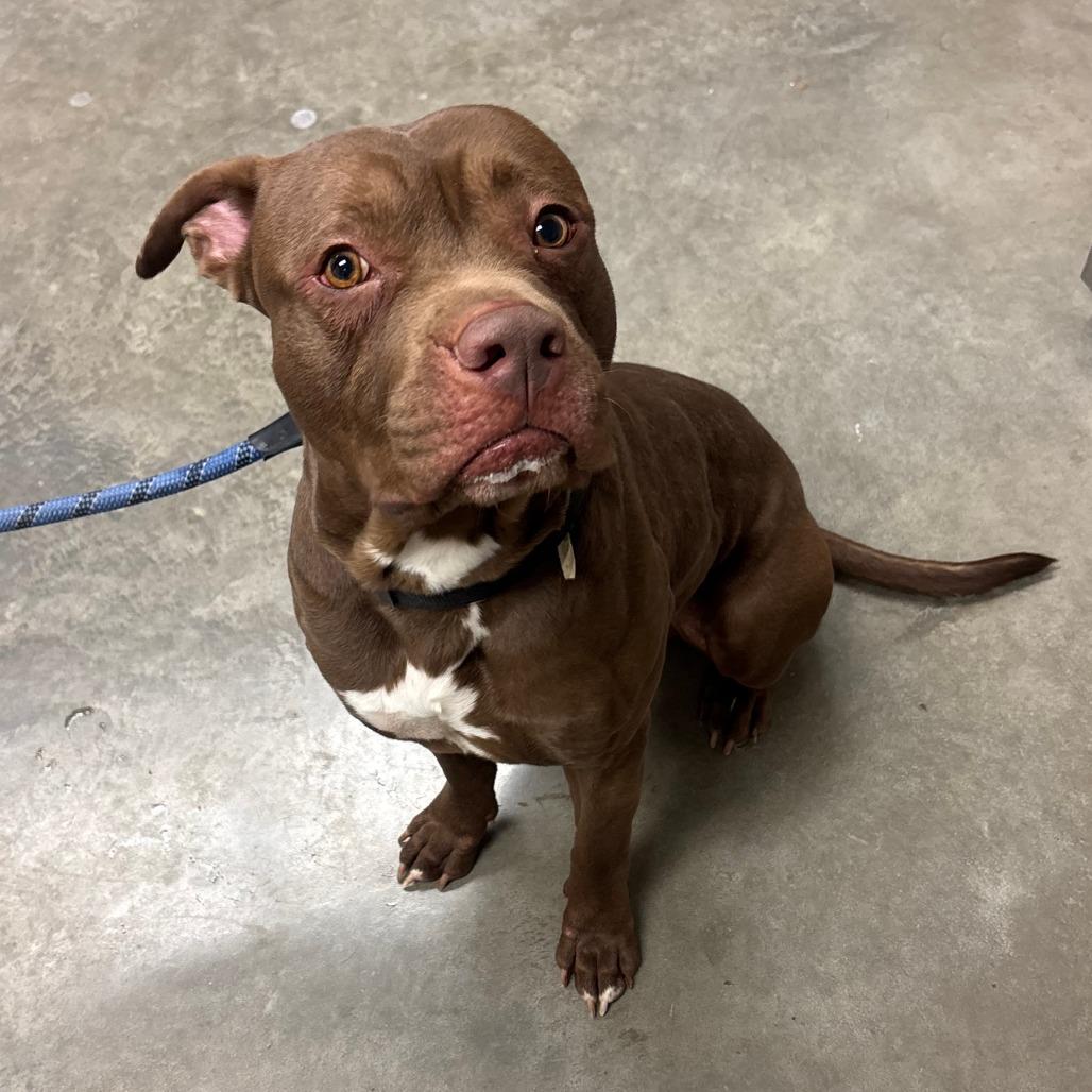 Enlarge Simba, a Adoptable Pit Bull Terrier in Manhattan, KS image 2/6