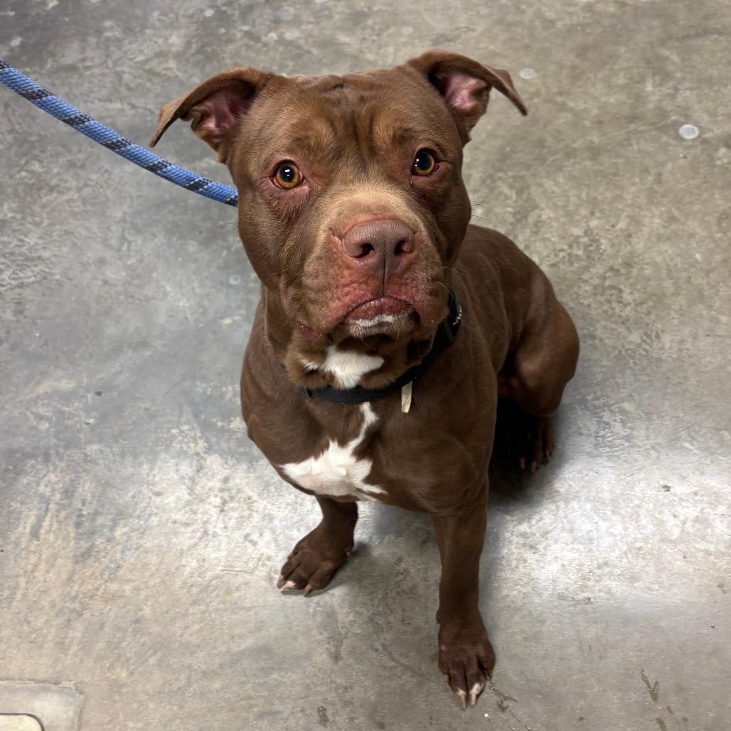 Enlarge Simba, a Adoptable Pit Bull Terrier in Manhattan, KS image 3/6