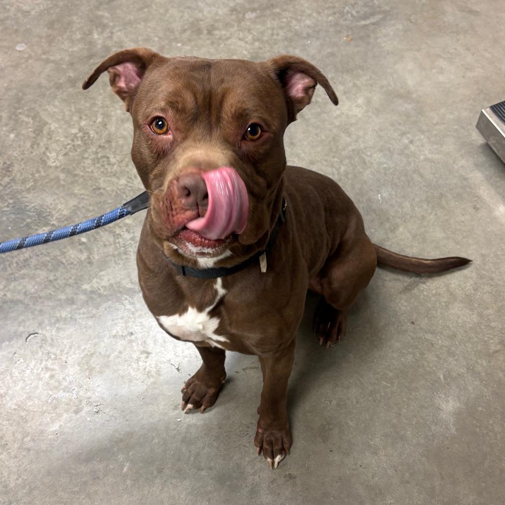 Enlarge Simba, a Adoptable Pit Bull Terrier in Manhattan, KS image 4/6