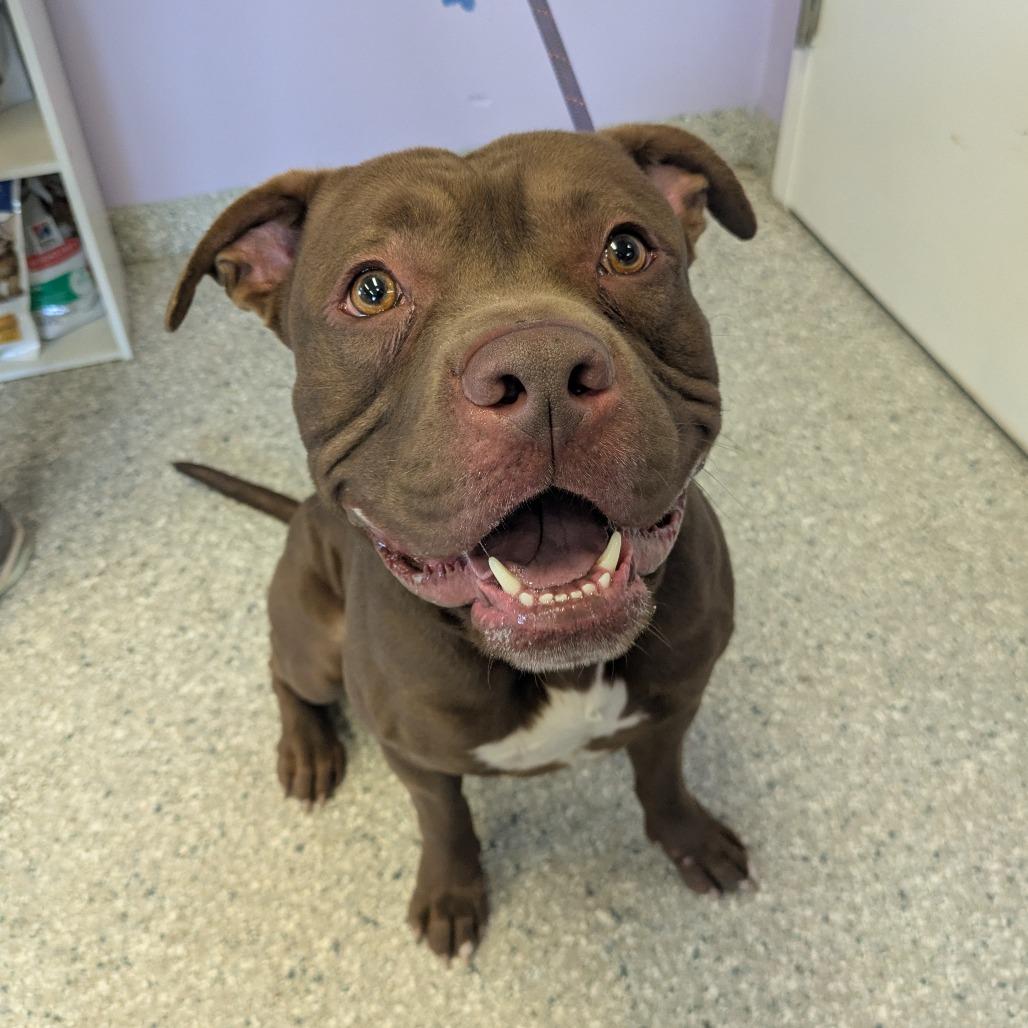 Enlarge Simba, a Adoptable Pit Bull Terrier in Manhattan, KS image 5/6