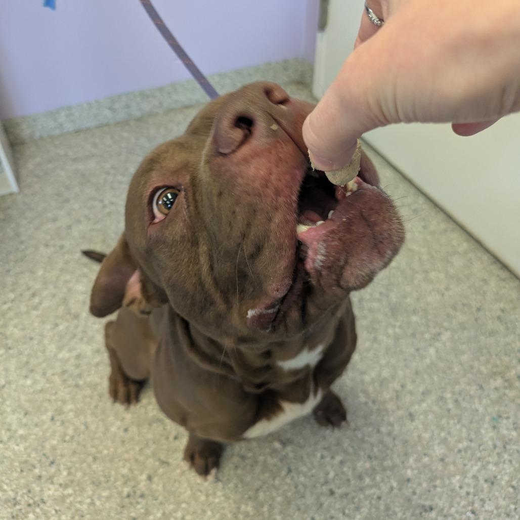 Enlarge Simba, a Adoptable Pit Bull Terrier in Manhattan, KS image 6/6
