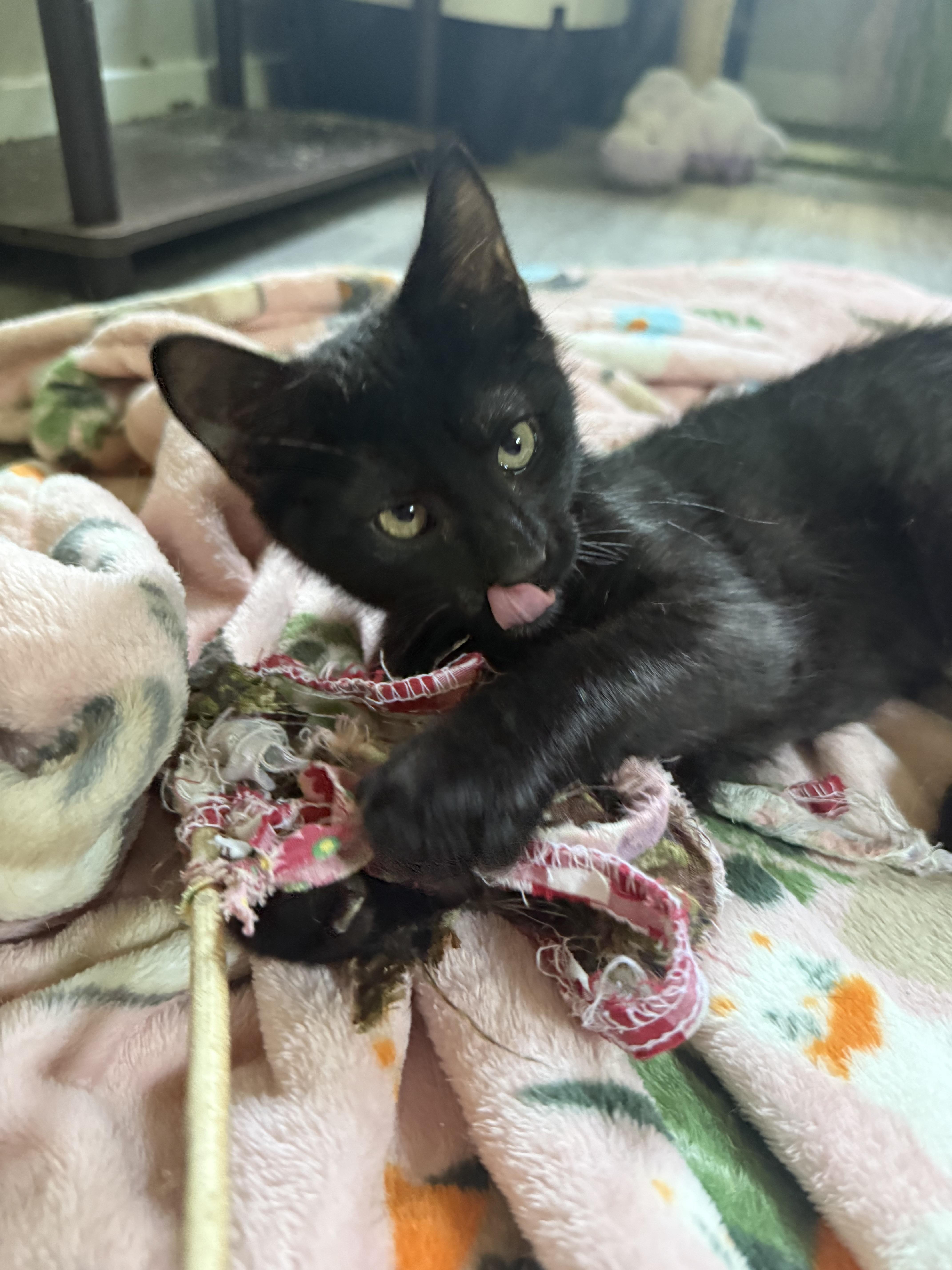 KJ, a ADOPTABLE Domestic Short Hair in Anderson, IN image 2/4