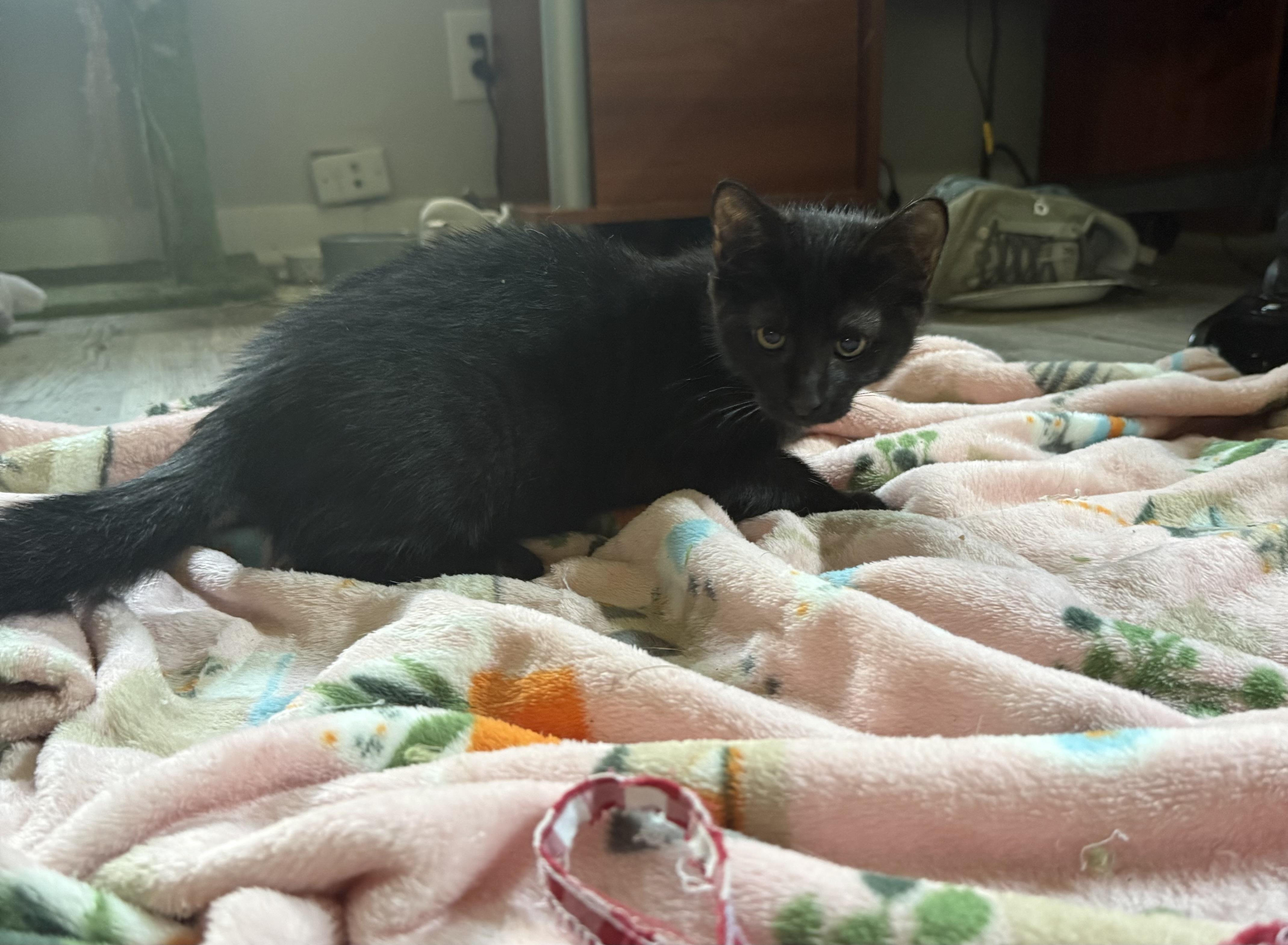 KJ, ADOPTABLE, Kitten Male Domestic Short Hair.