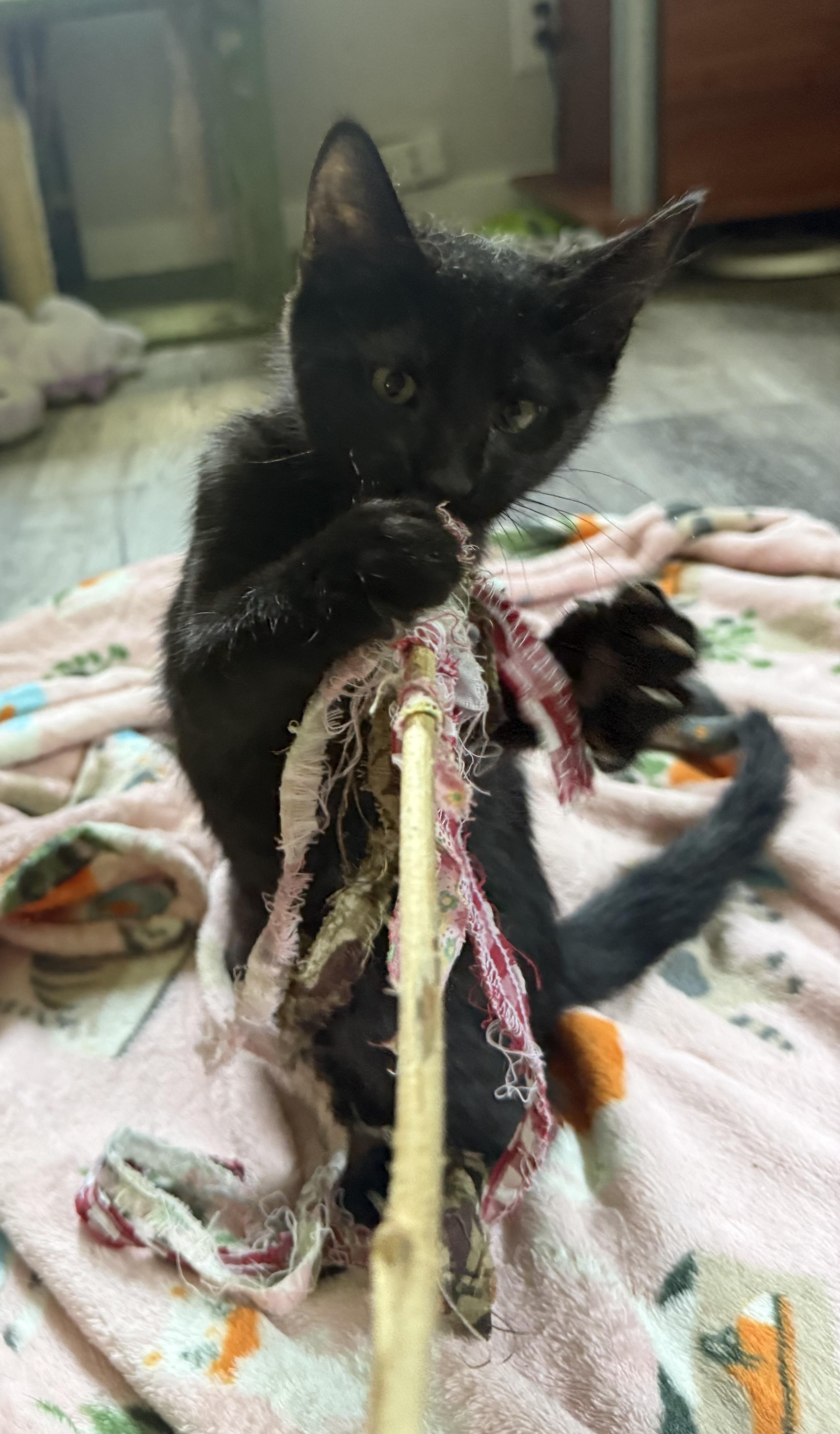 KJ, a ADOPTABLE Domestic Short Hair in Anderson, IN image 4/4