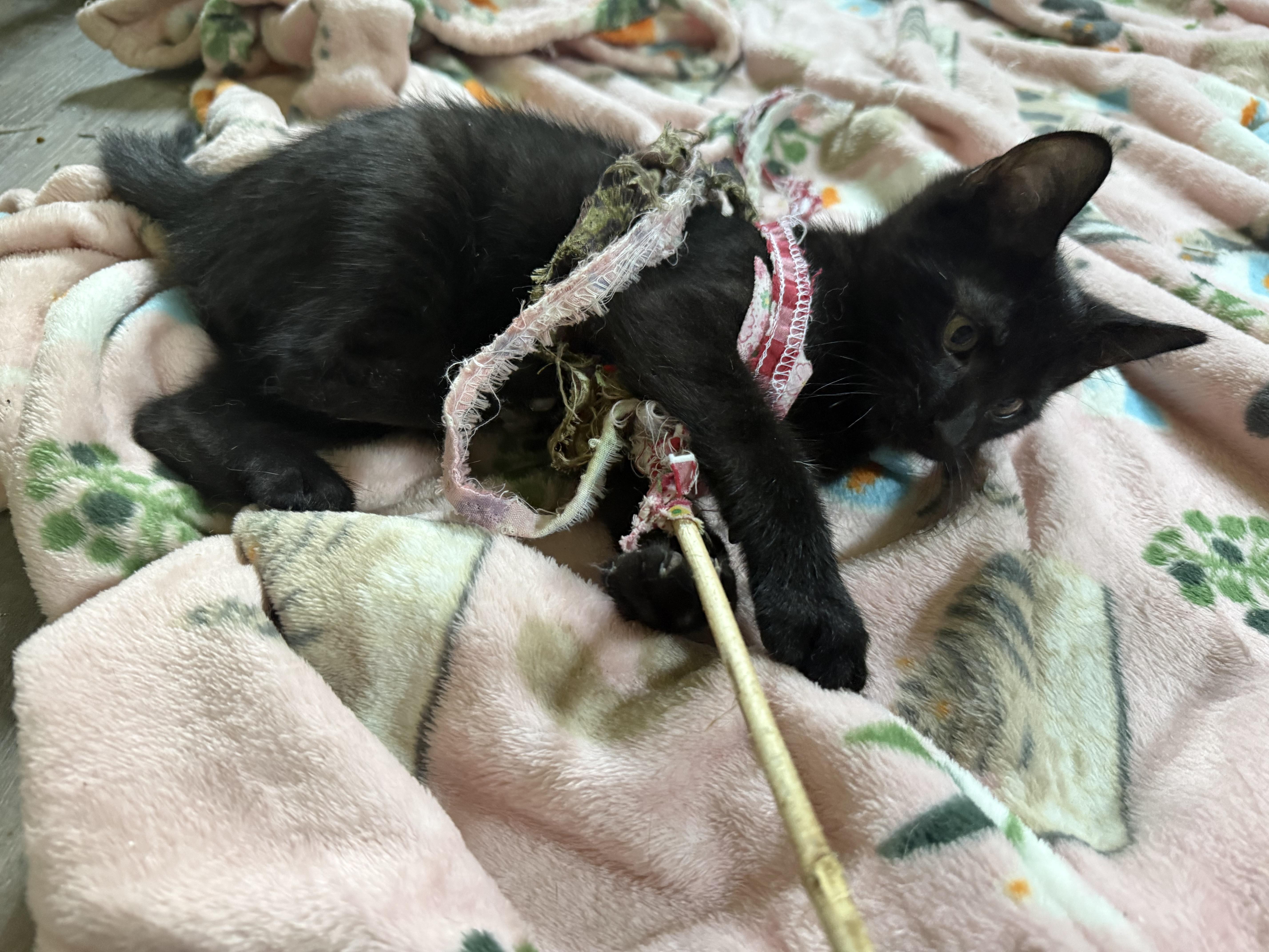 KJ, a ADOPTABLE Domestic Short Hair in Anderson, IN image 3/4
