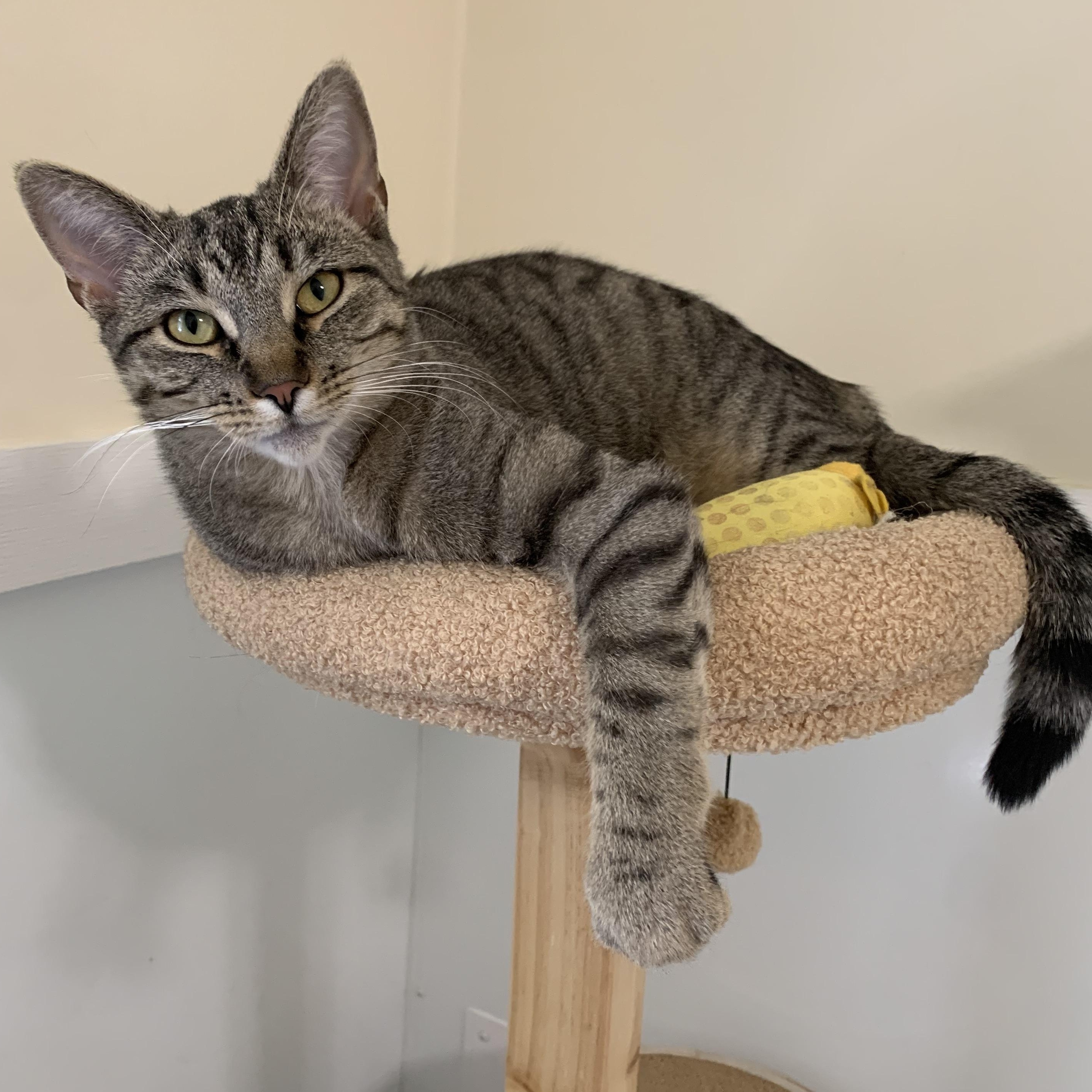 Marjorie, Young Female Domestic Short Hair