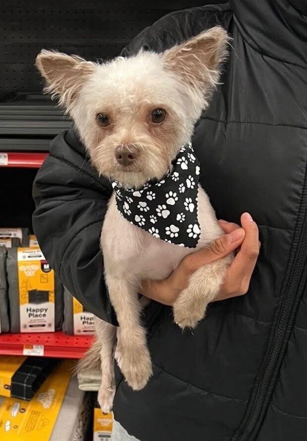 Milo, Adoptable, Young Male Yorkshire Terrier & Shih Tzu.