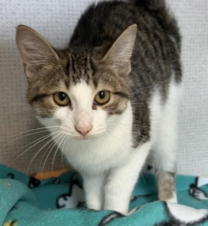 Enlarge Marlom, a Adopted mixed breed in Salem, NH image 3/3