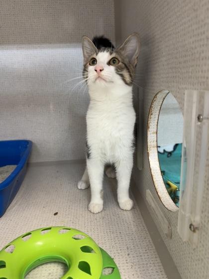 Marlom, Adopted, Kitten Male Domestic Short Hair.