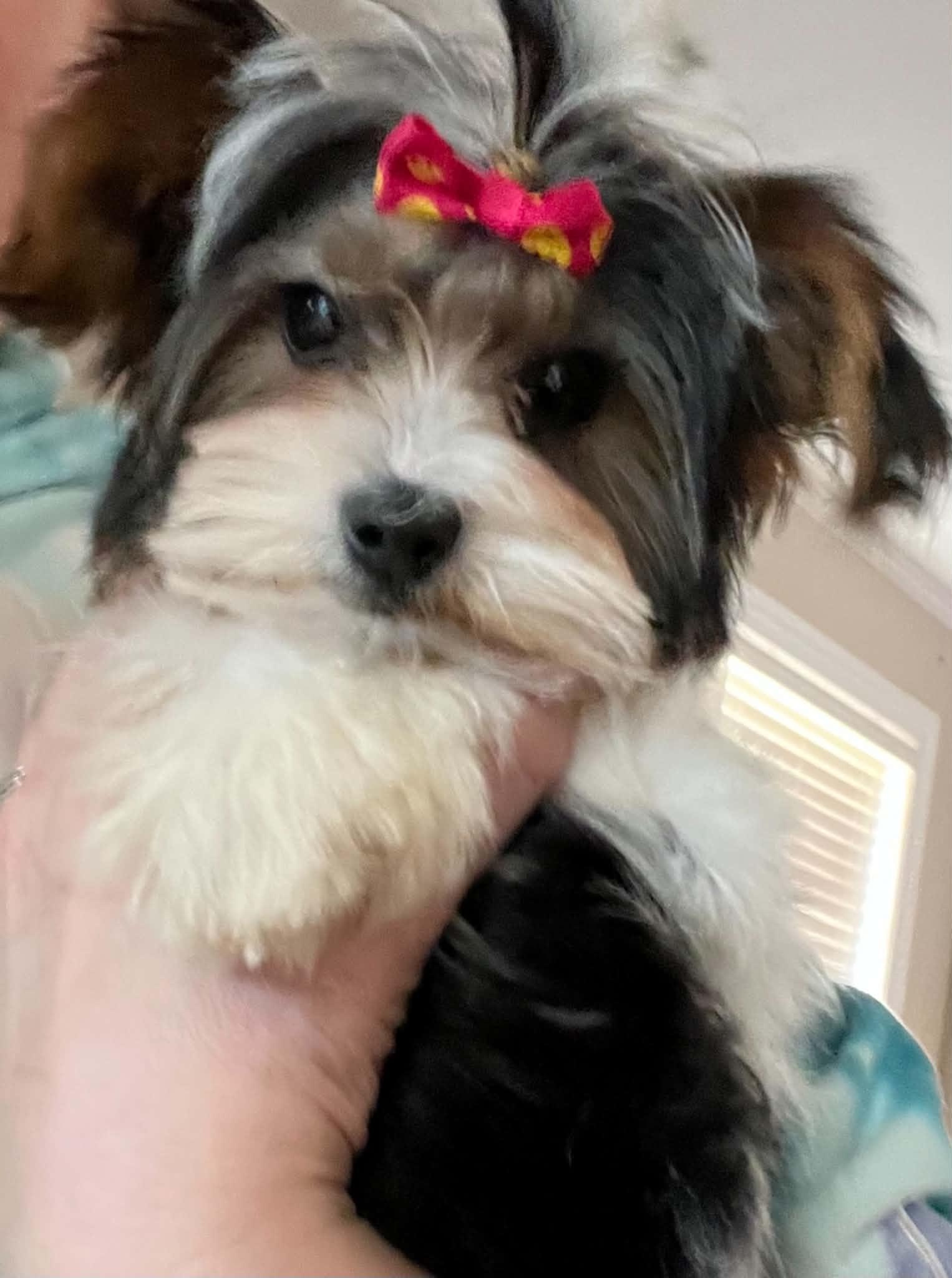 Cindy Lou, ADOPTABLE, Young Female Yorkshire Terrier.