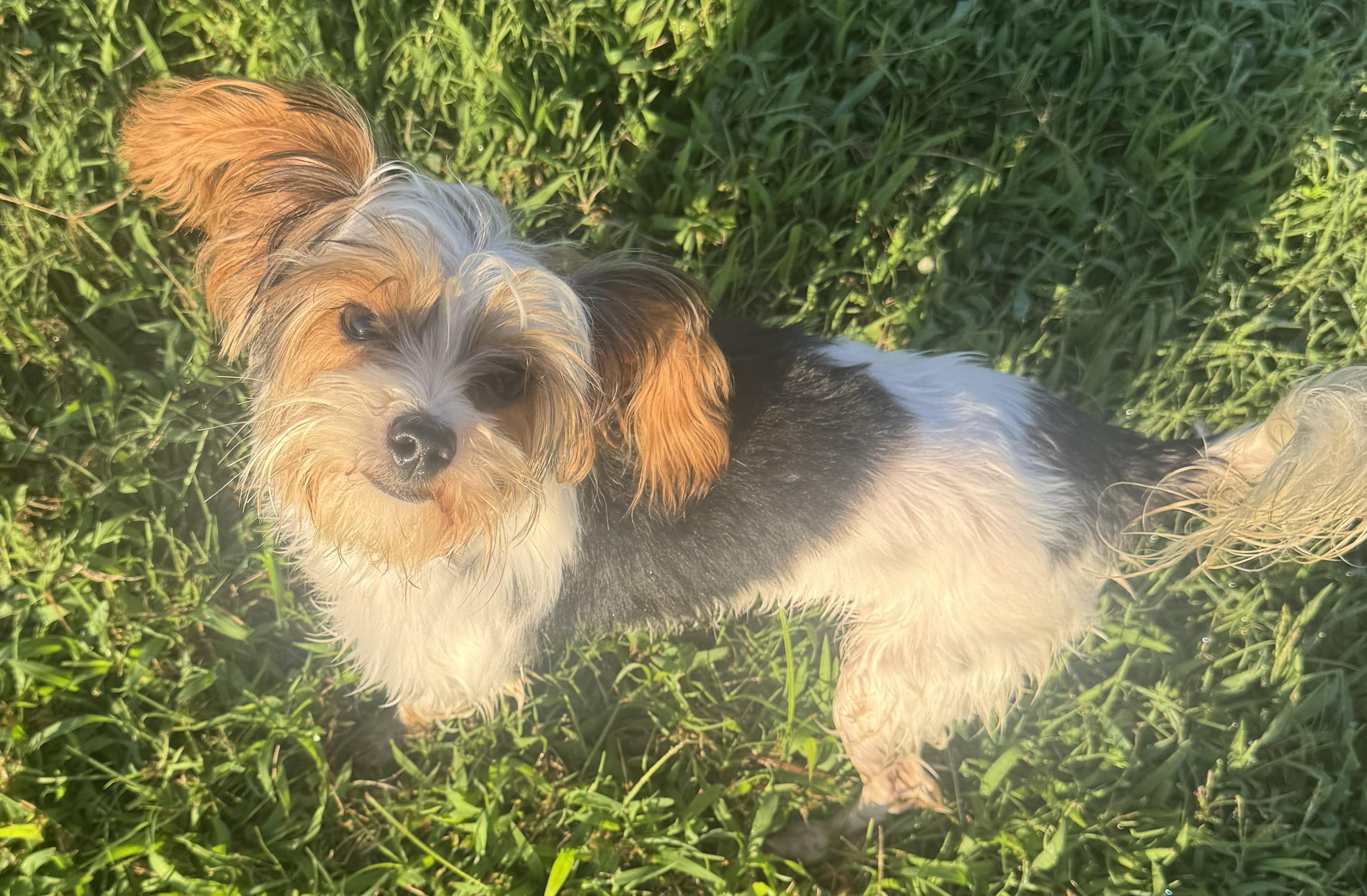 Enlarge Cindy Lou, a ADOPTABLE Yorkshire Terrier in Antioch, TN image 4/4