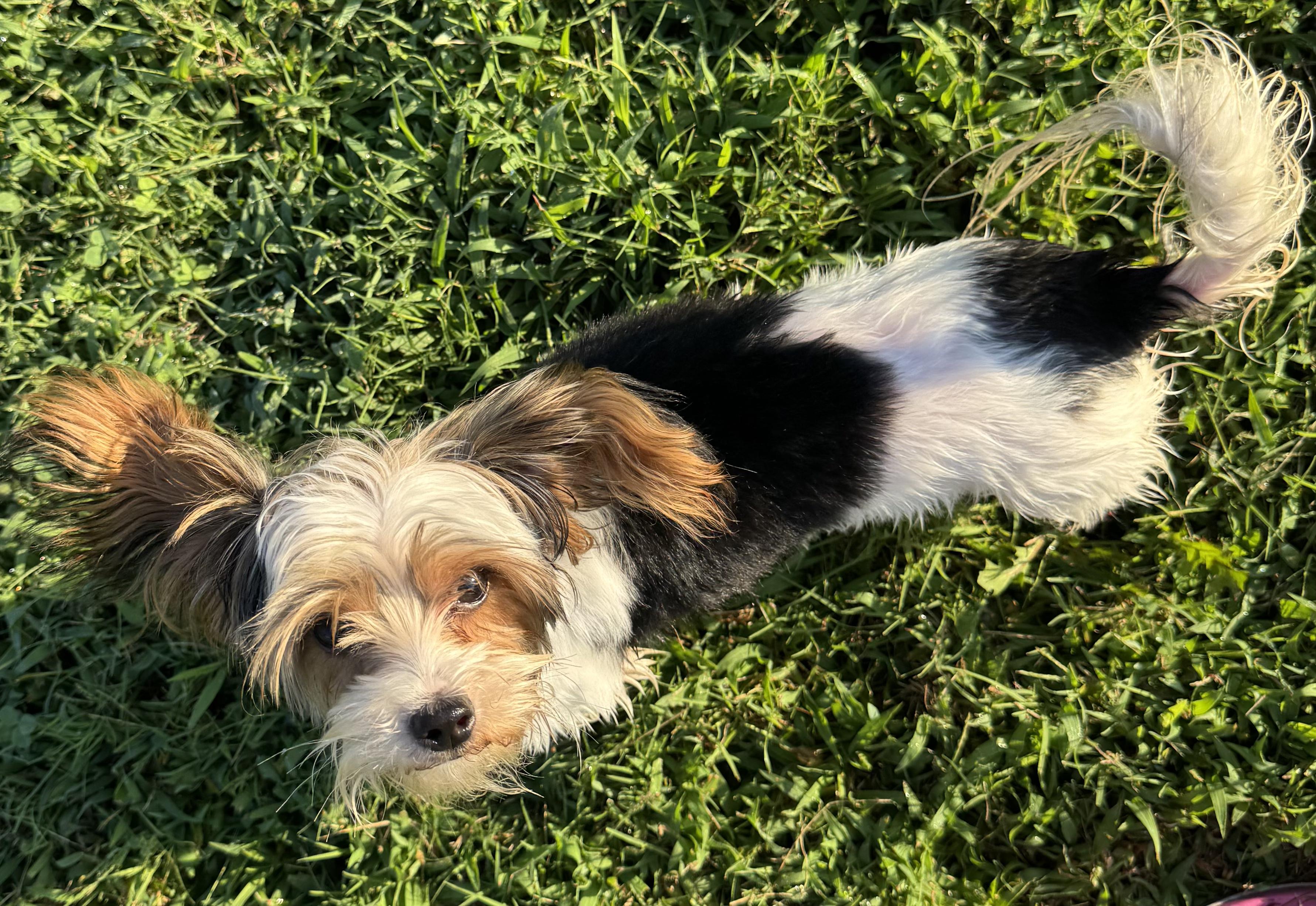 Enlarge Cindy Lou, a ADOPTABLE Yorkshire Terrier in Antioch, TN image 3/4