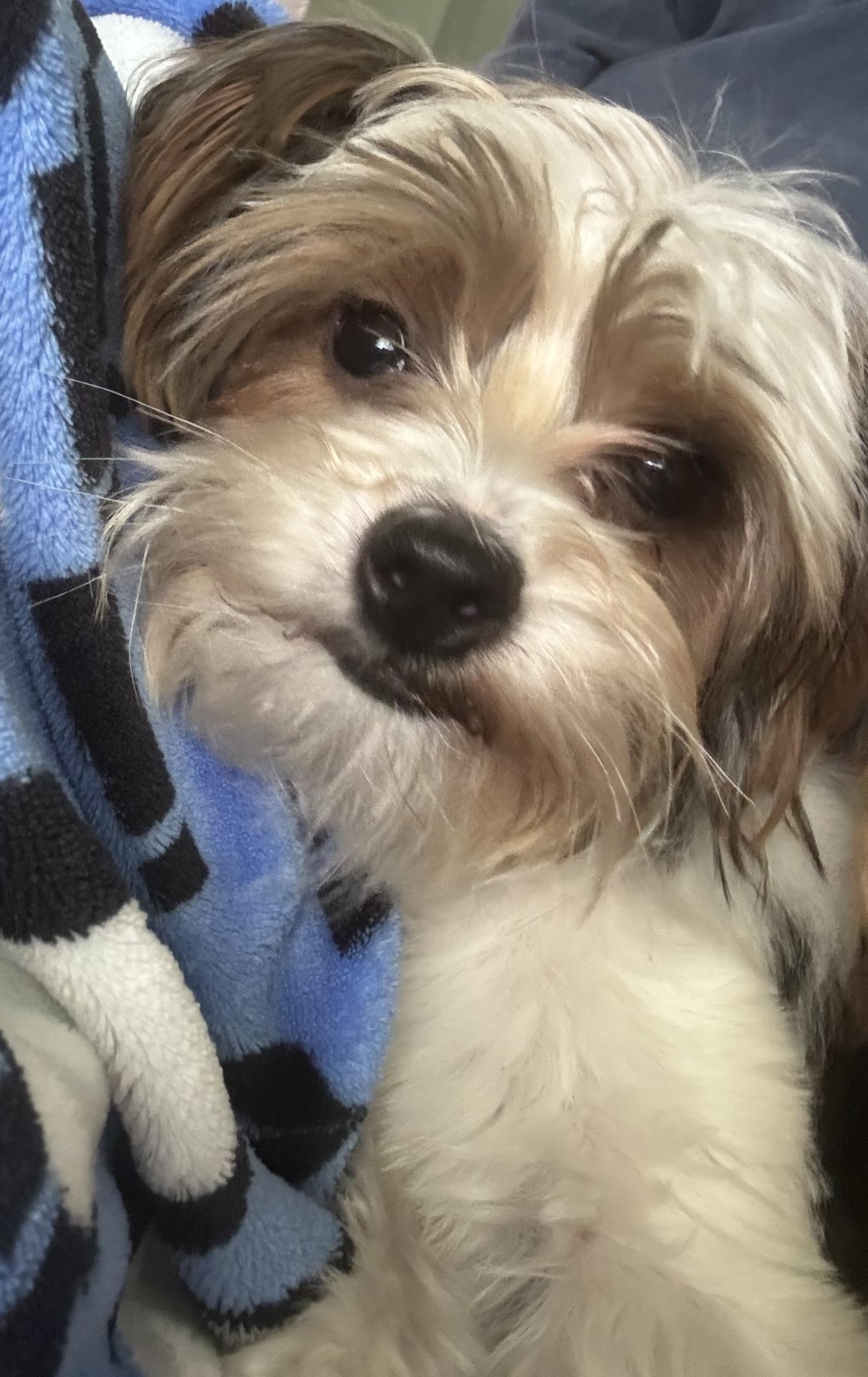 Enlarge Cindy Lou, a ADOPTABLE Yorkshire Terrier in Antioch, TN image 2/4
